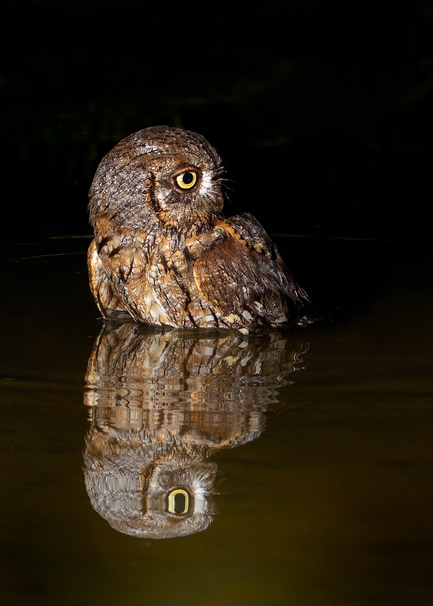 Assiolo (Otus scops)