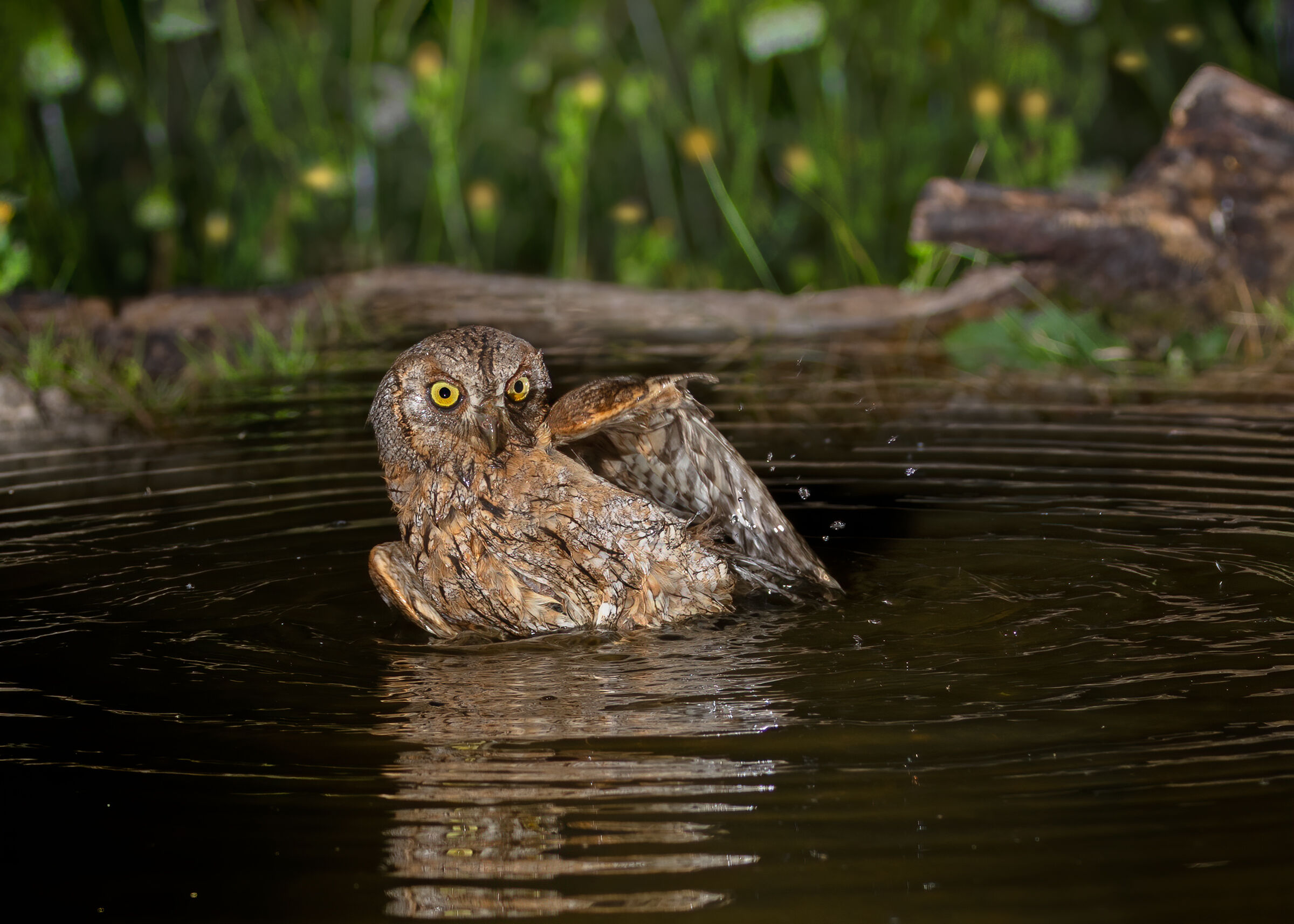 Assiolo (Otus scops)