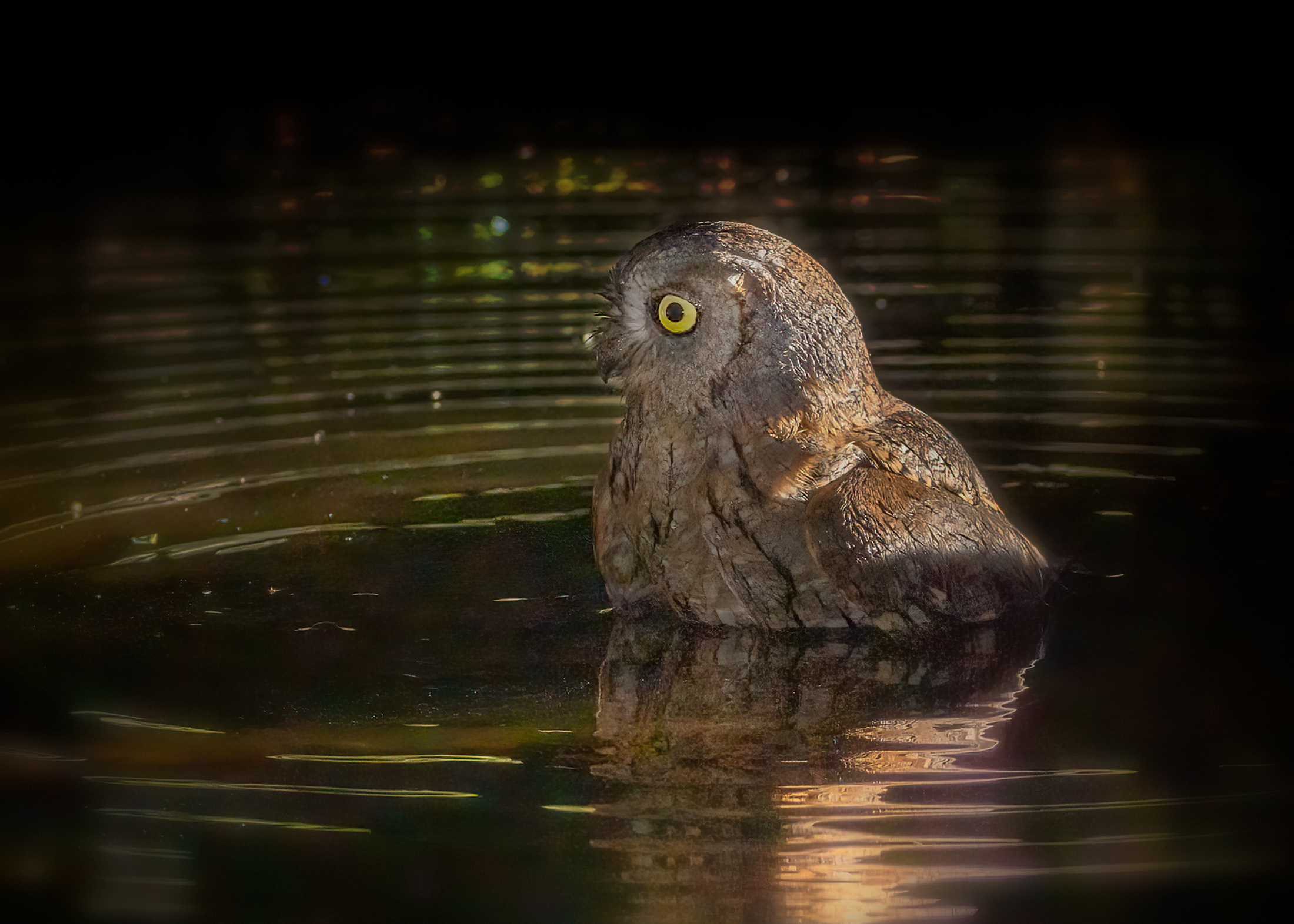 Assiolo (Otus scops)