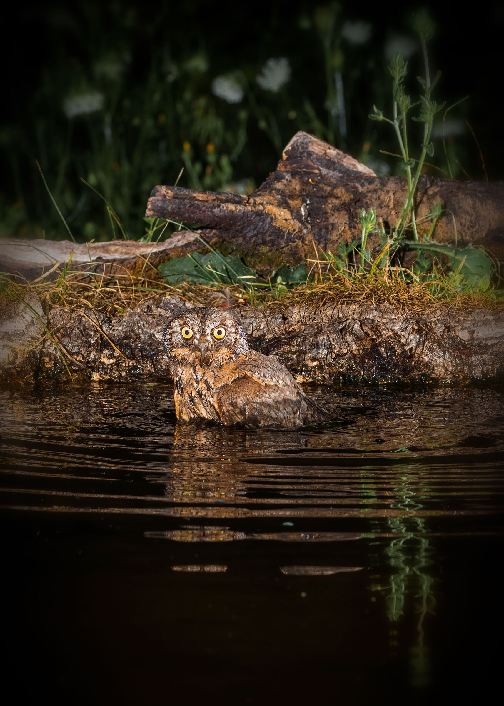 Assiolo (Otus scops)