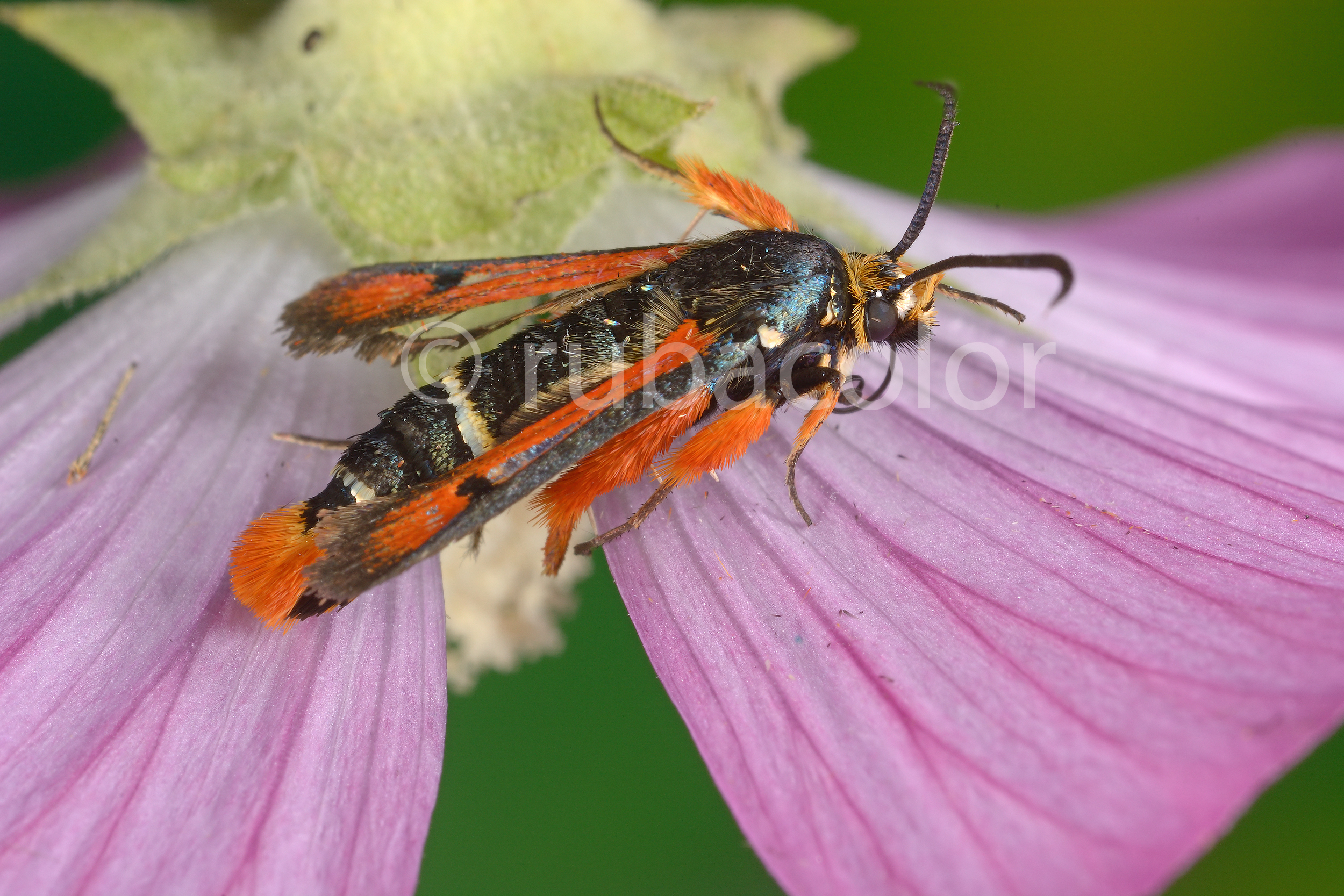 Pyropteron chrysidiformis