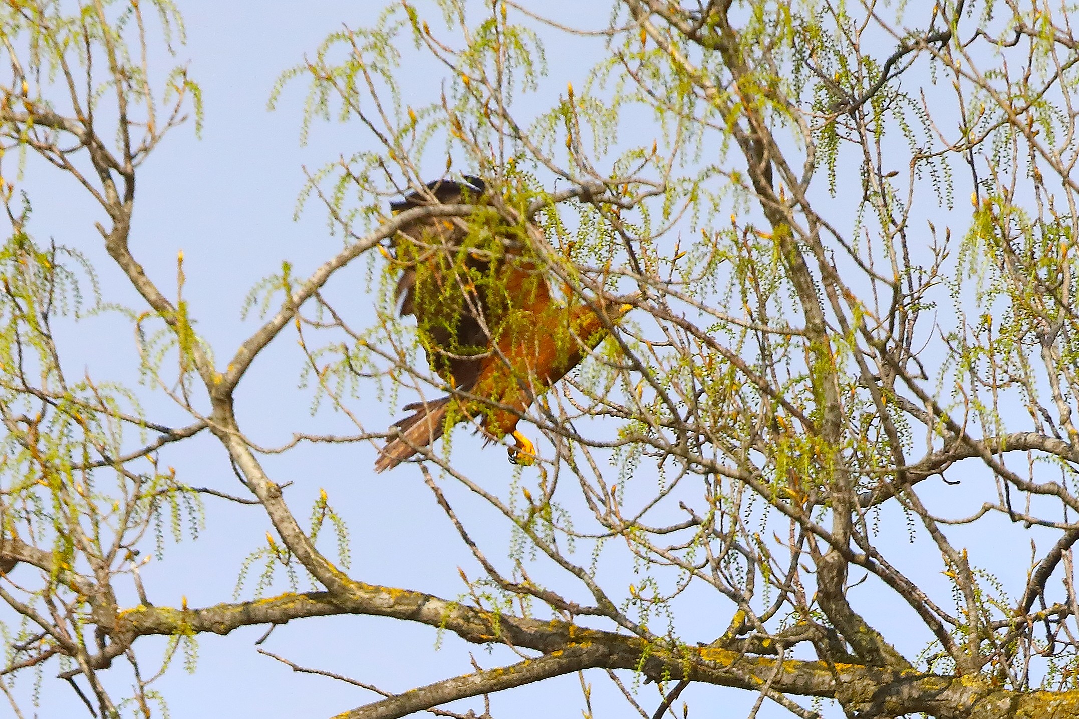 Nibbio bruno 29 marzo 2025 - 0177