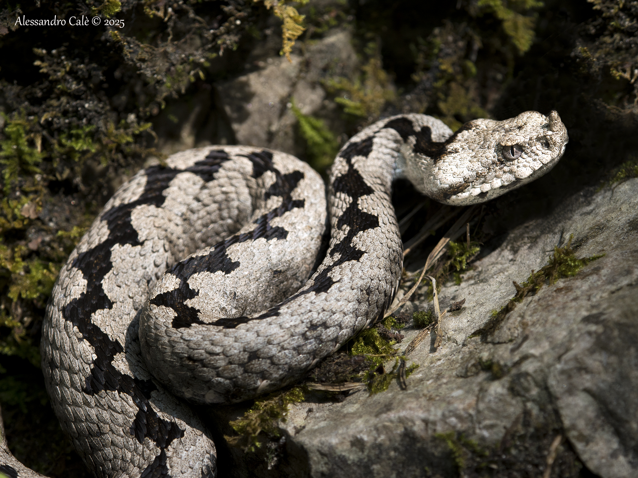 Vipera ammodytes (Vipera del corno) 5628