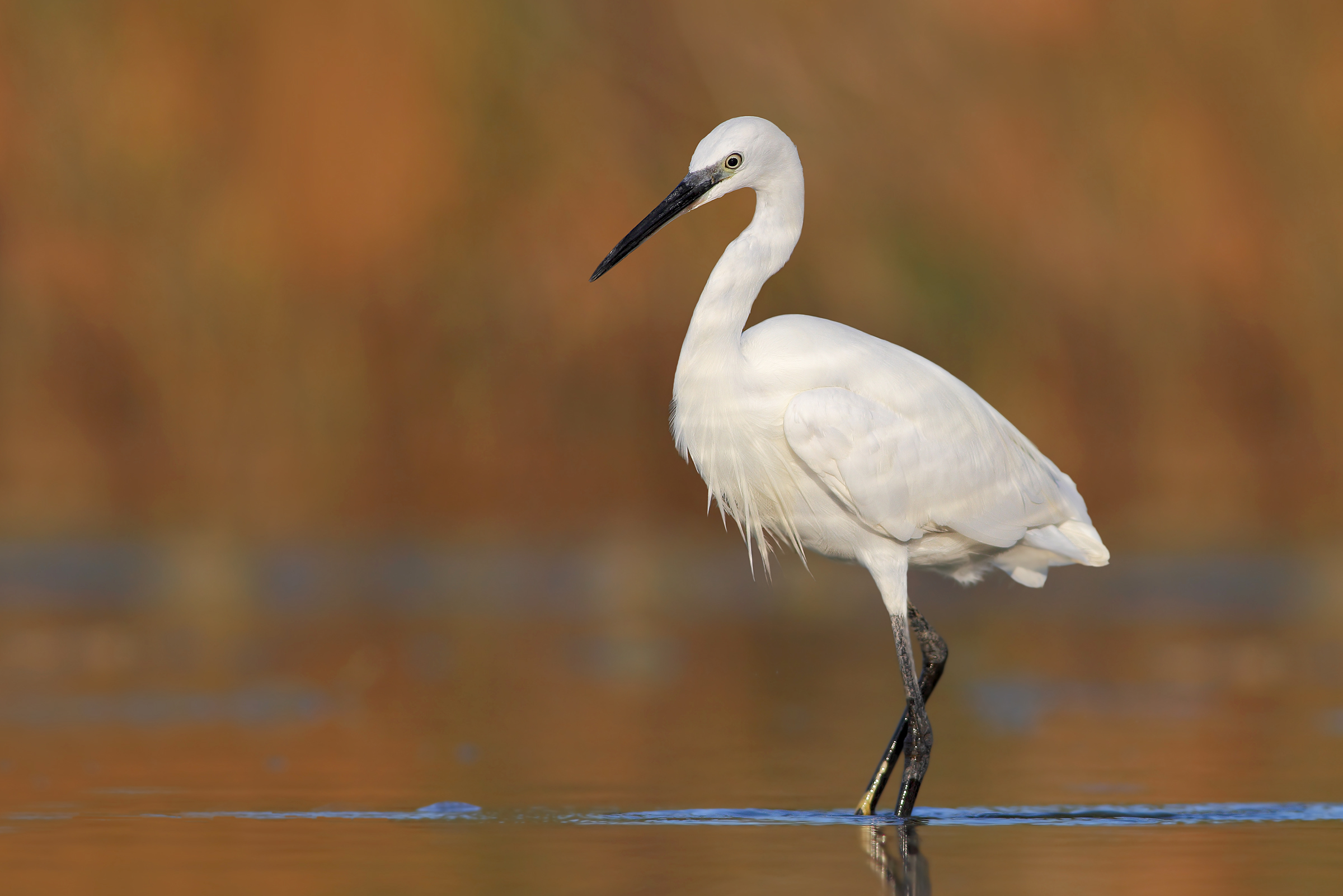 Egret.
