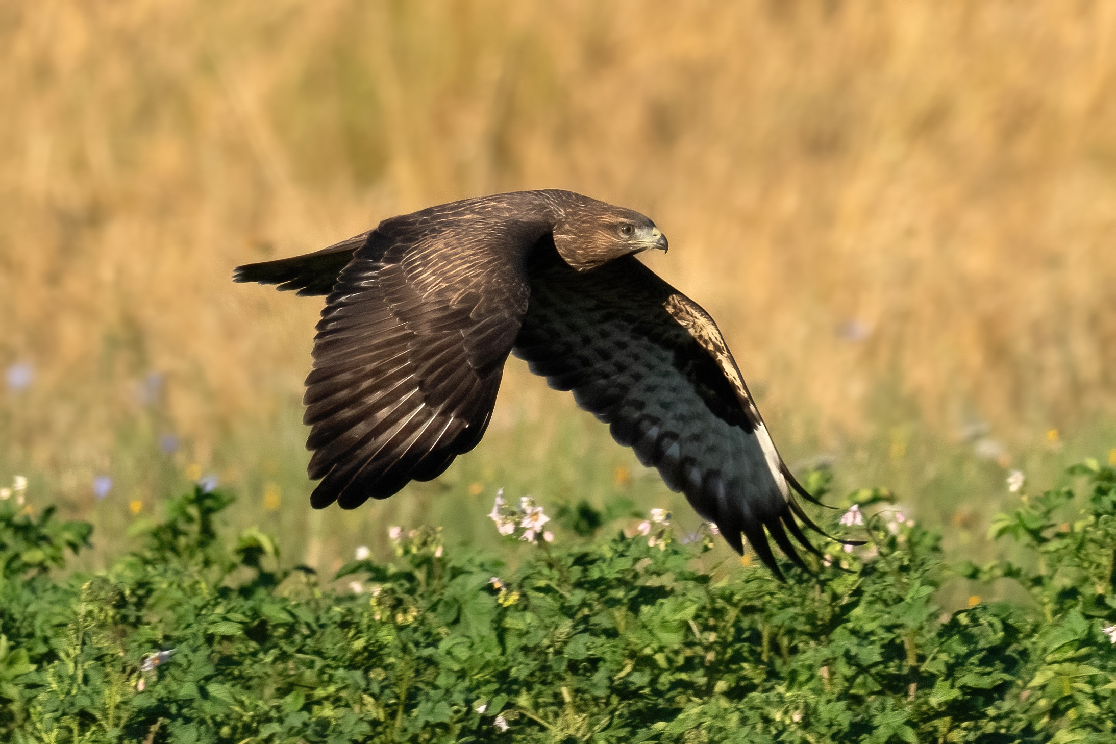 Poiana (Buteo buteo)