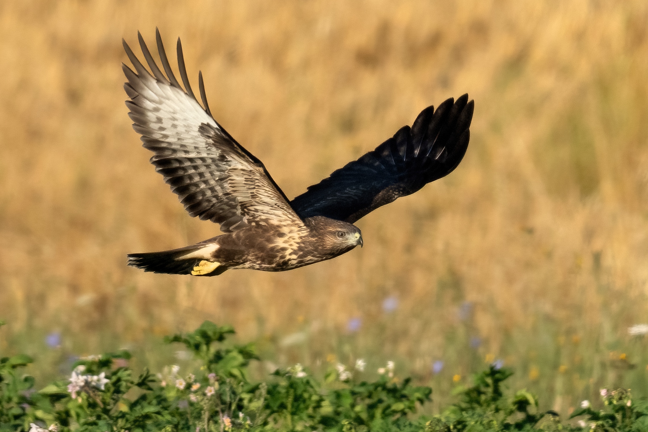 Poiana (Buteo buteo)