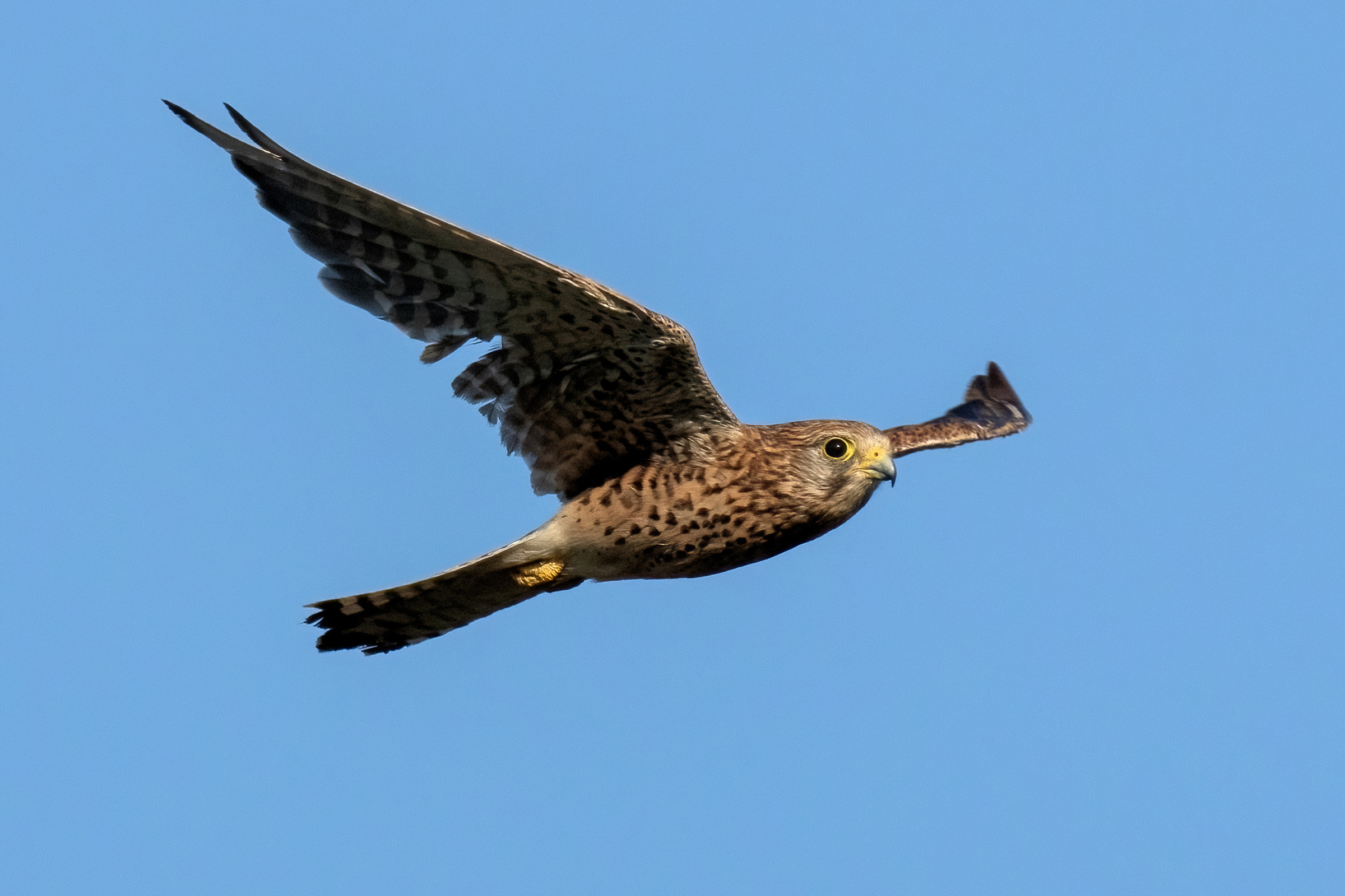 Gheppio (Falco tinnunculus)