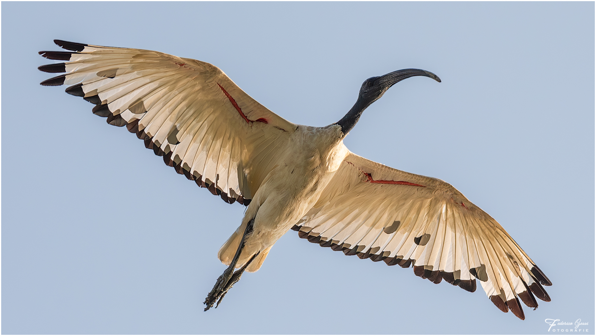 Sacred Ibis