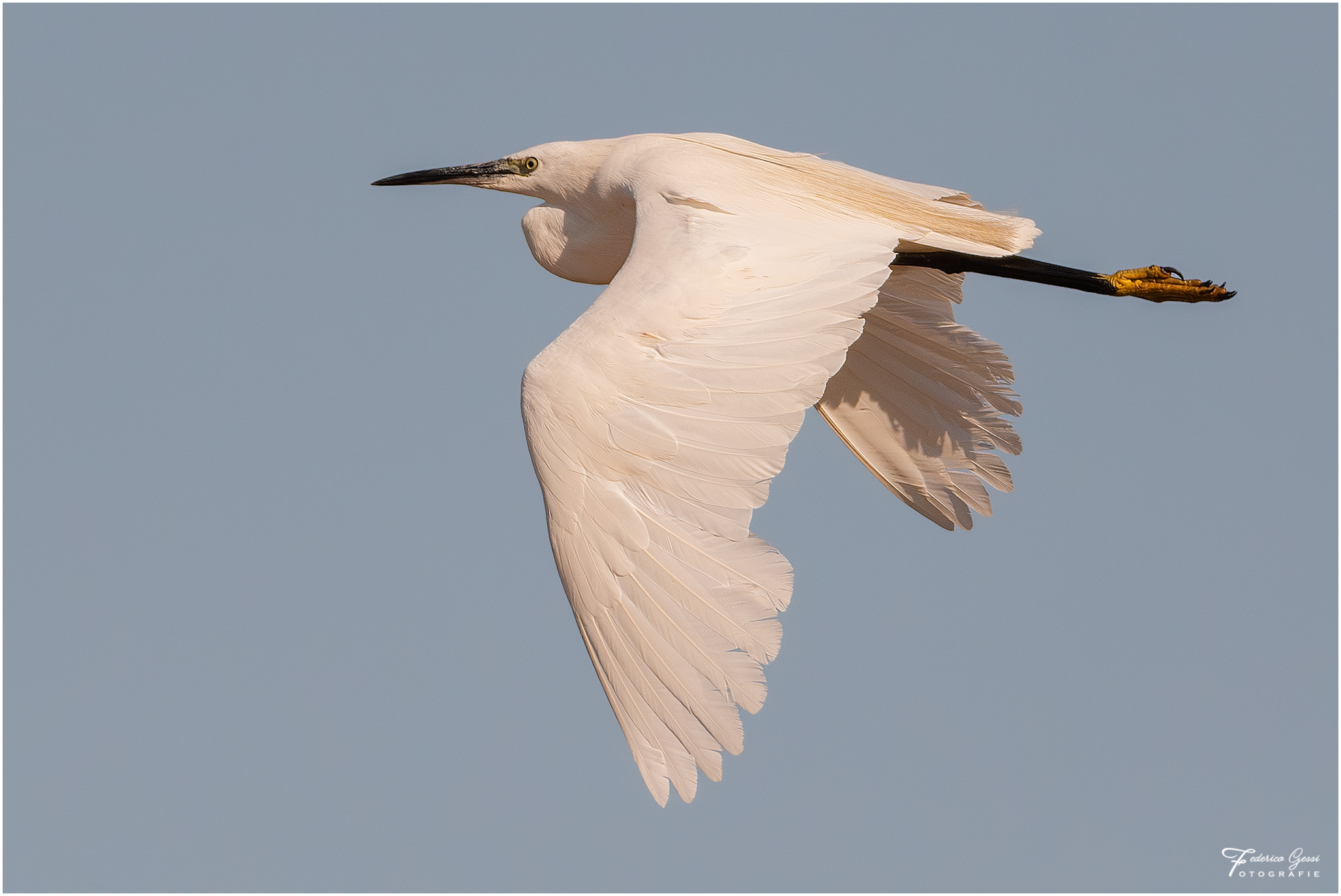 Egret in flight 1
