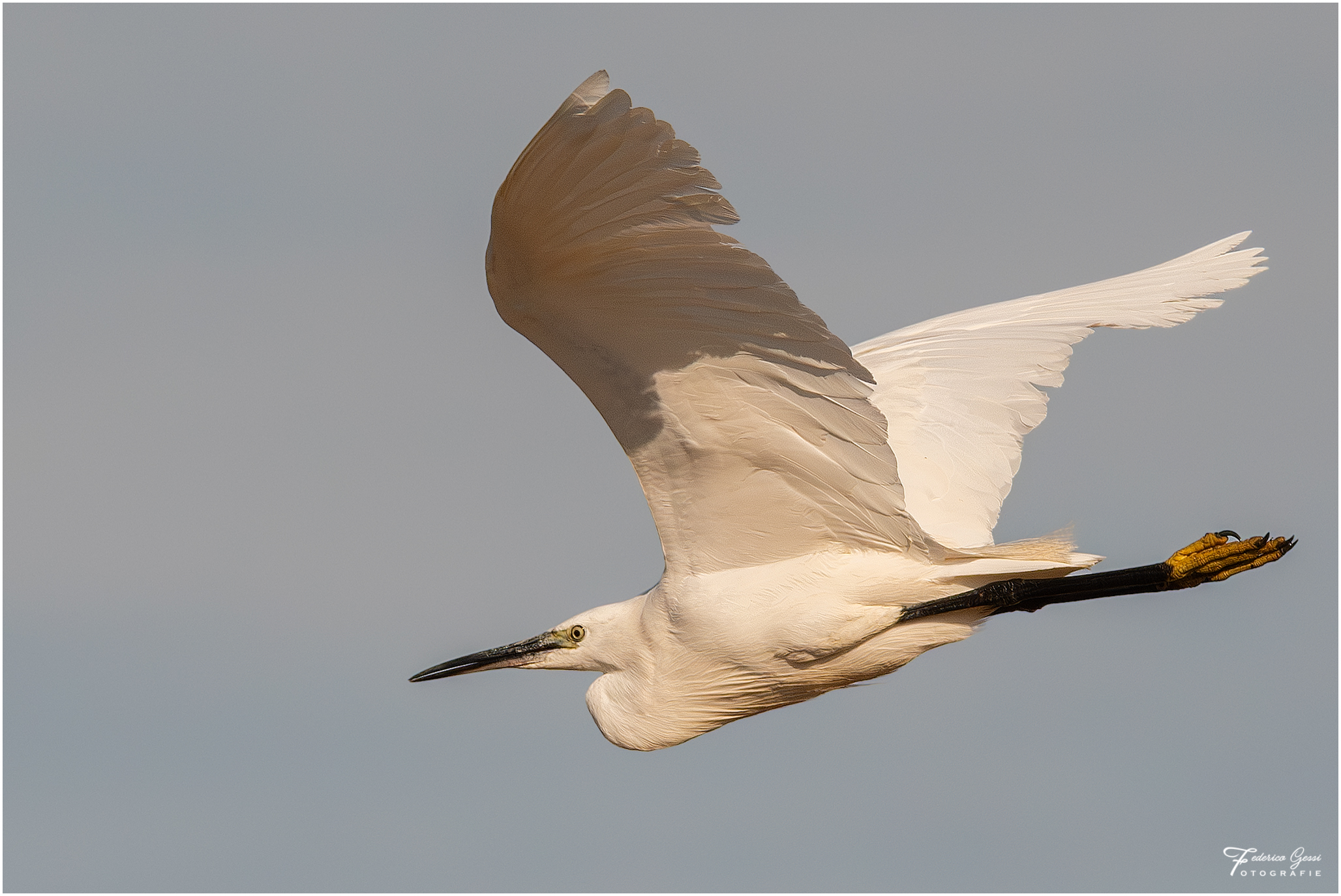 Egret in flight 2