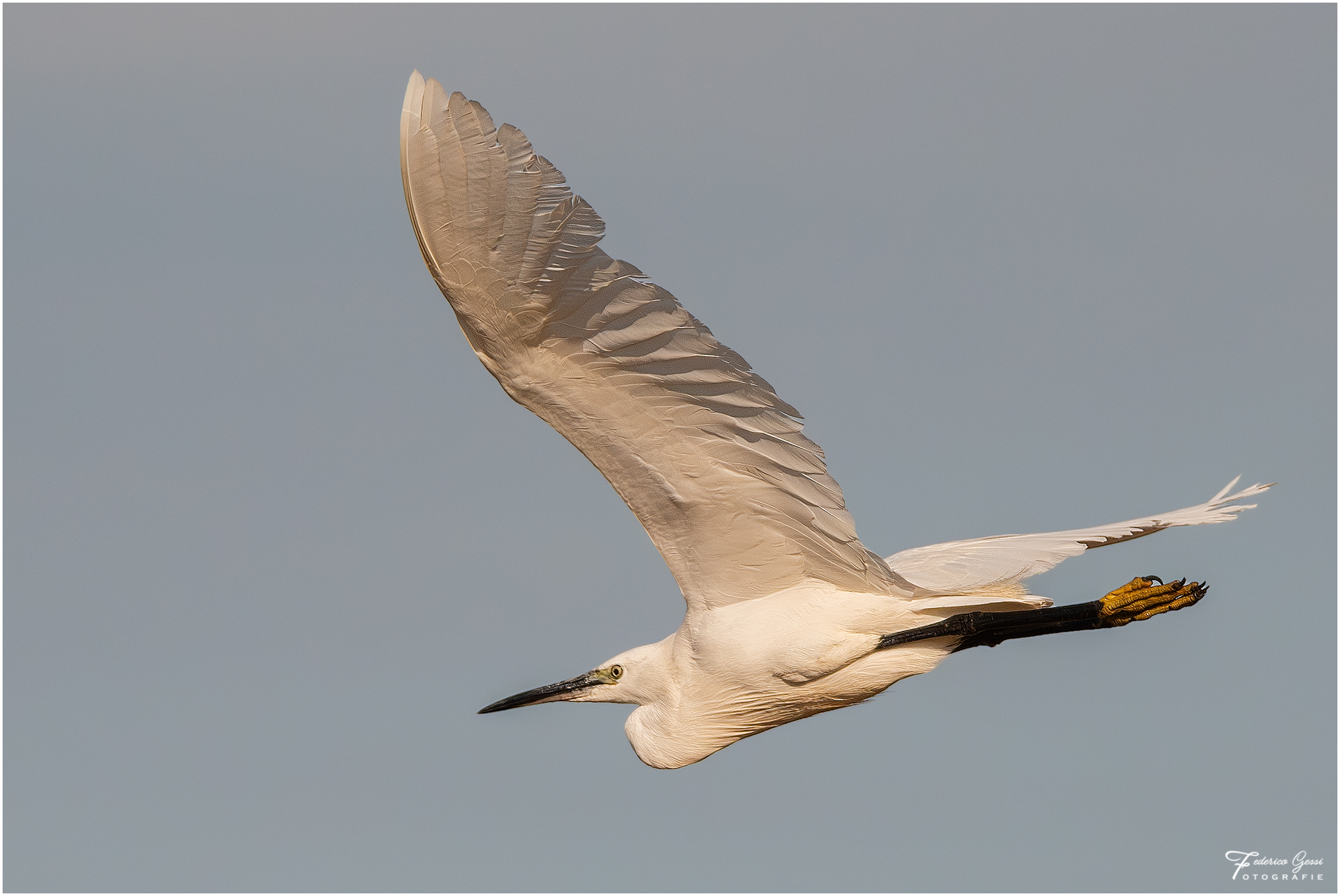 Egret in flight 3