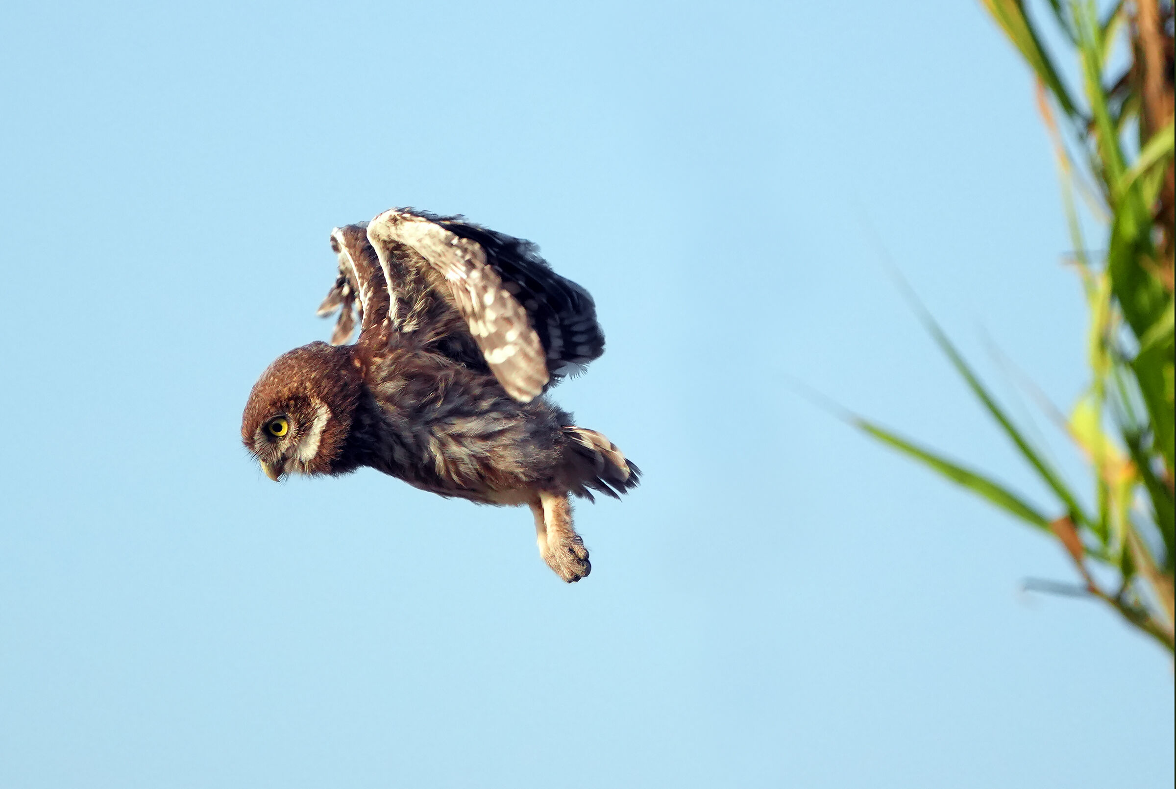 first steps... Ops Flights