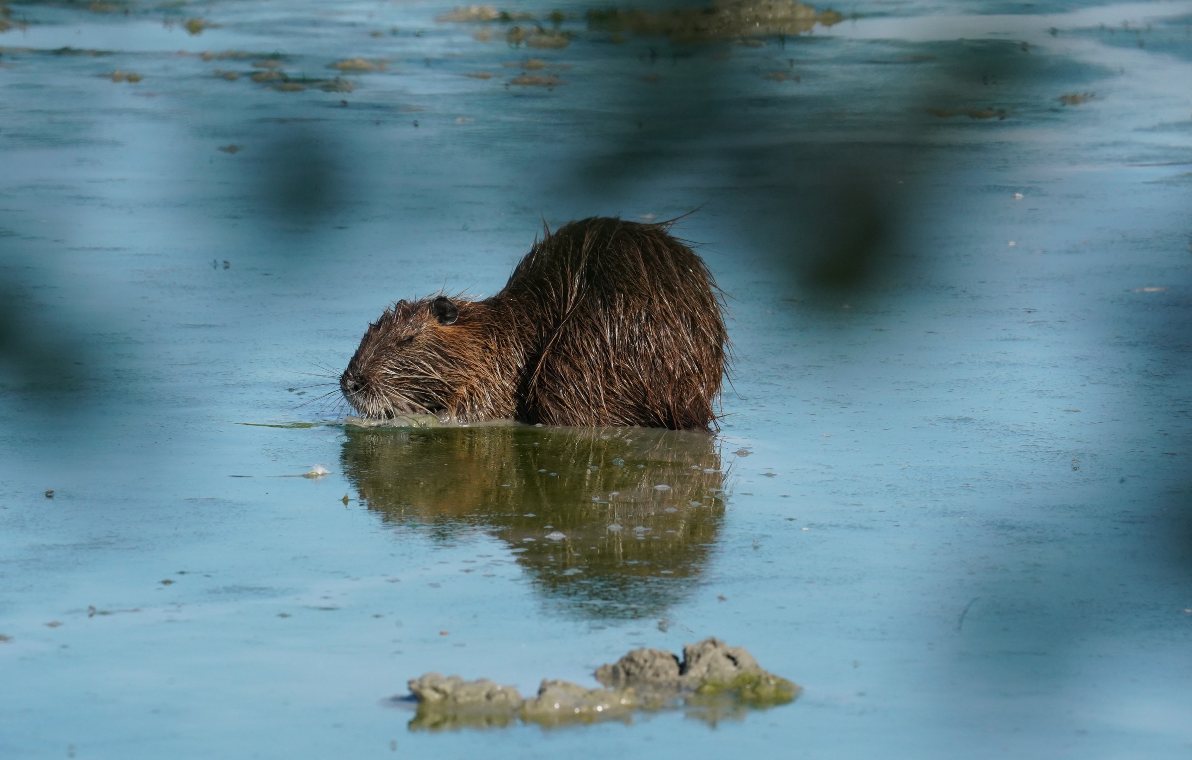 Nutria