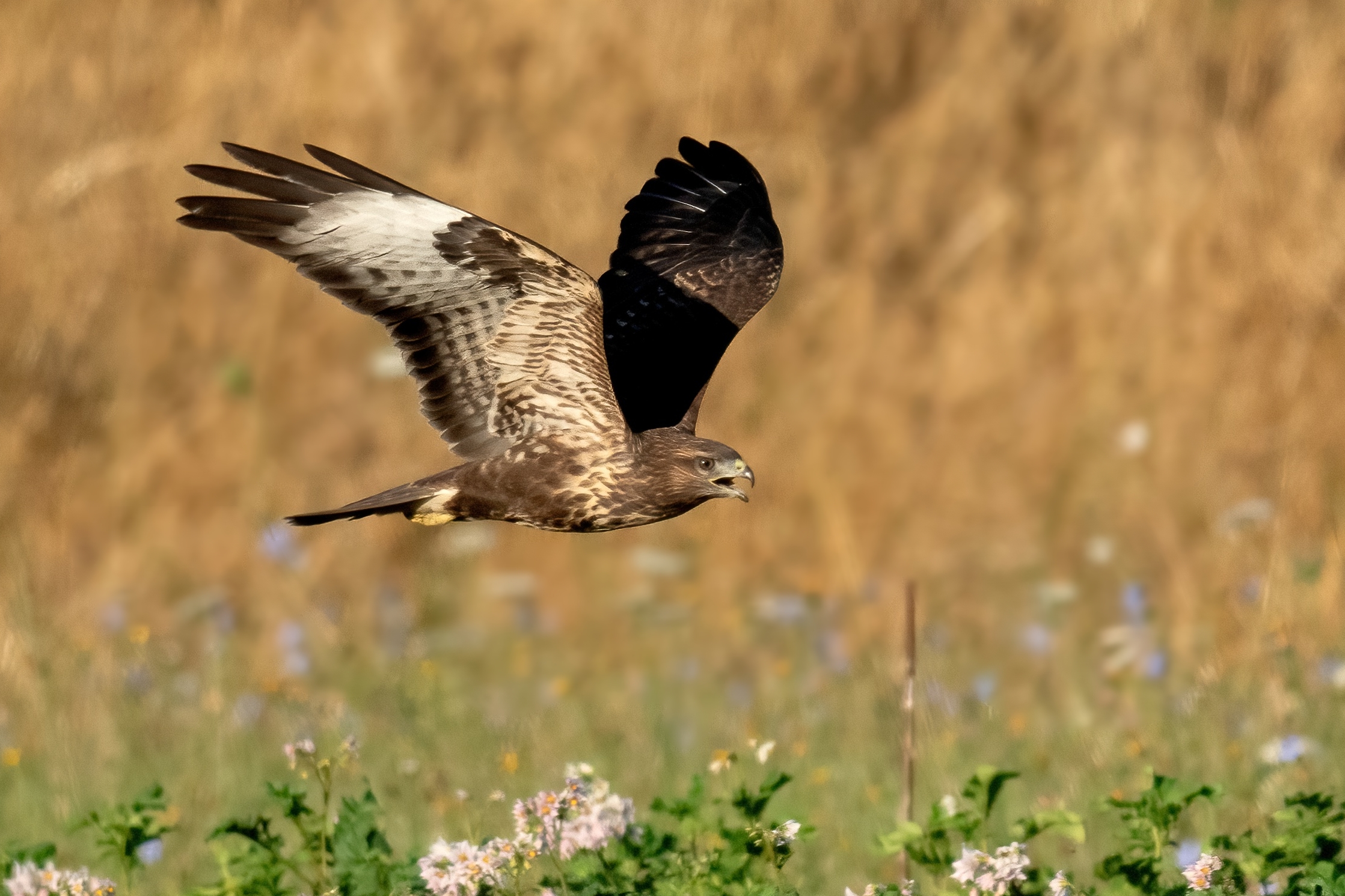 Poiana (Buteo buteo)