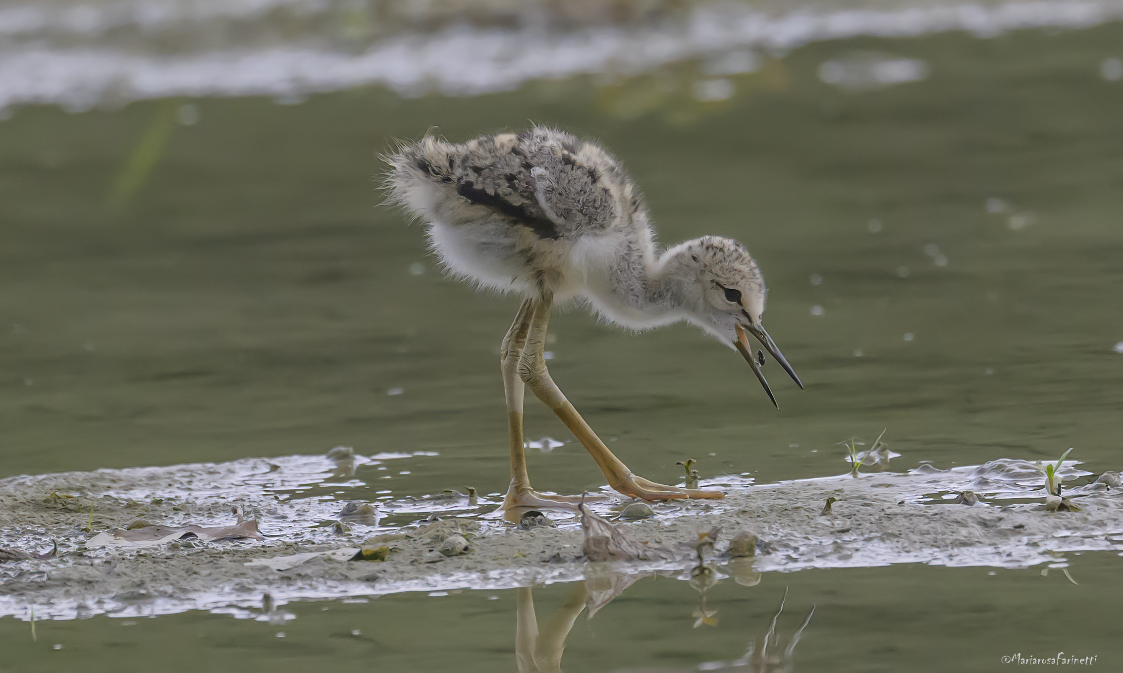 primi approcci di caccia