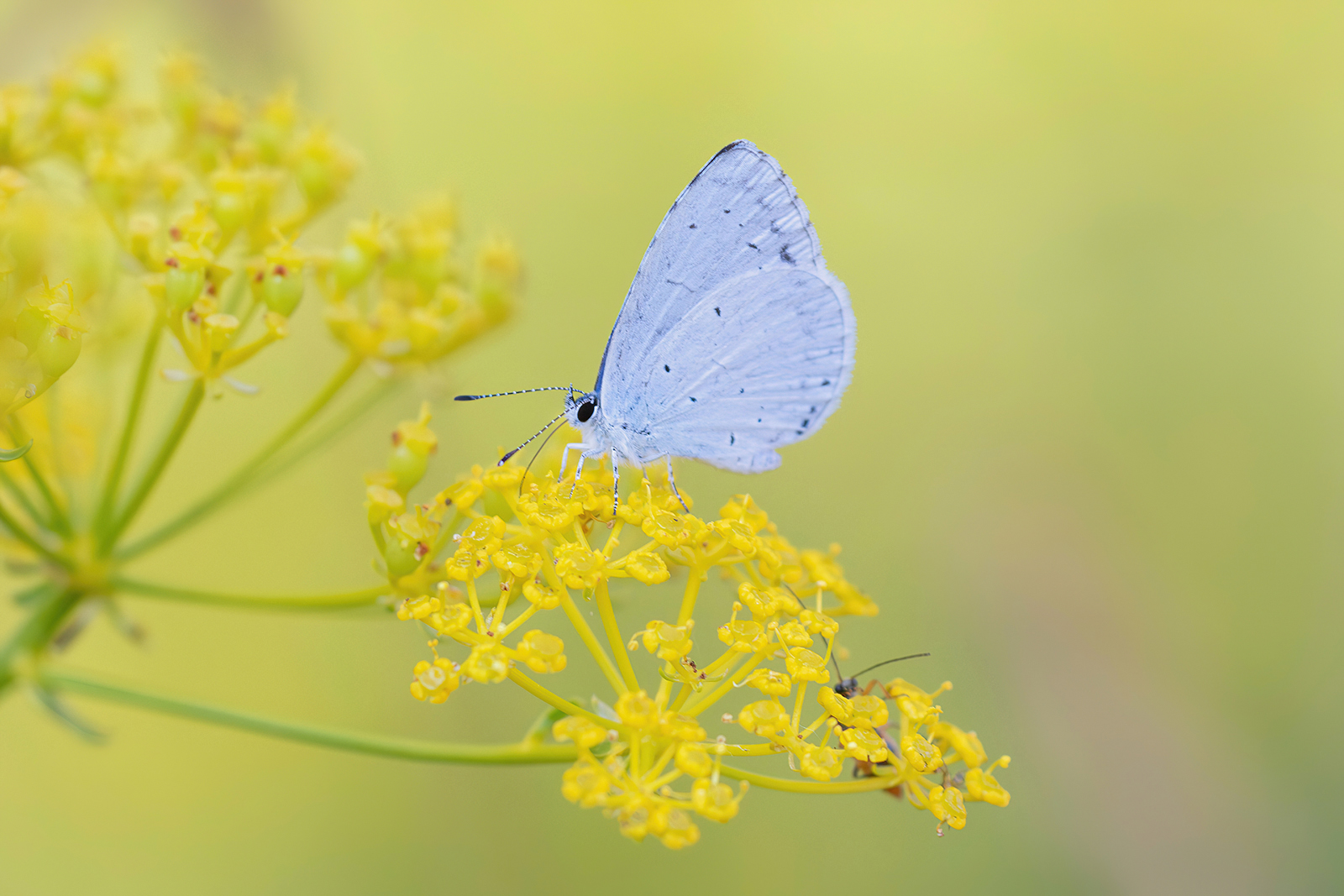 Celastrina argiolus