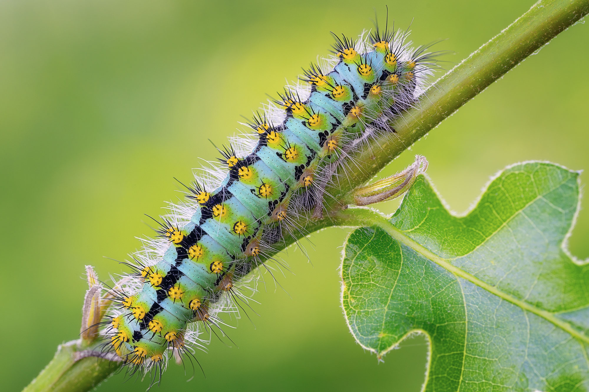 Saturnia pavonia bruco