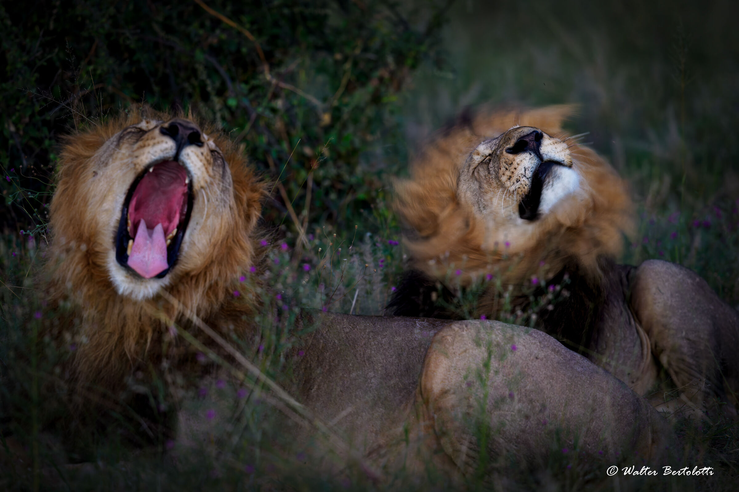 Spirits of Africa