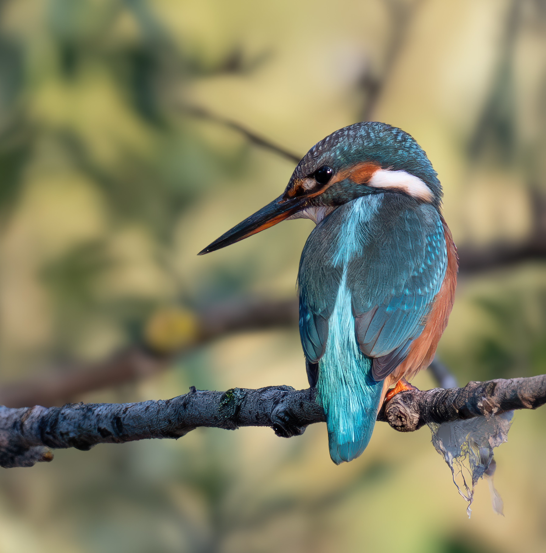 Kingfisher