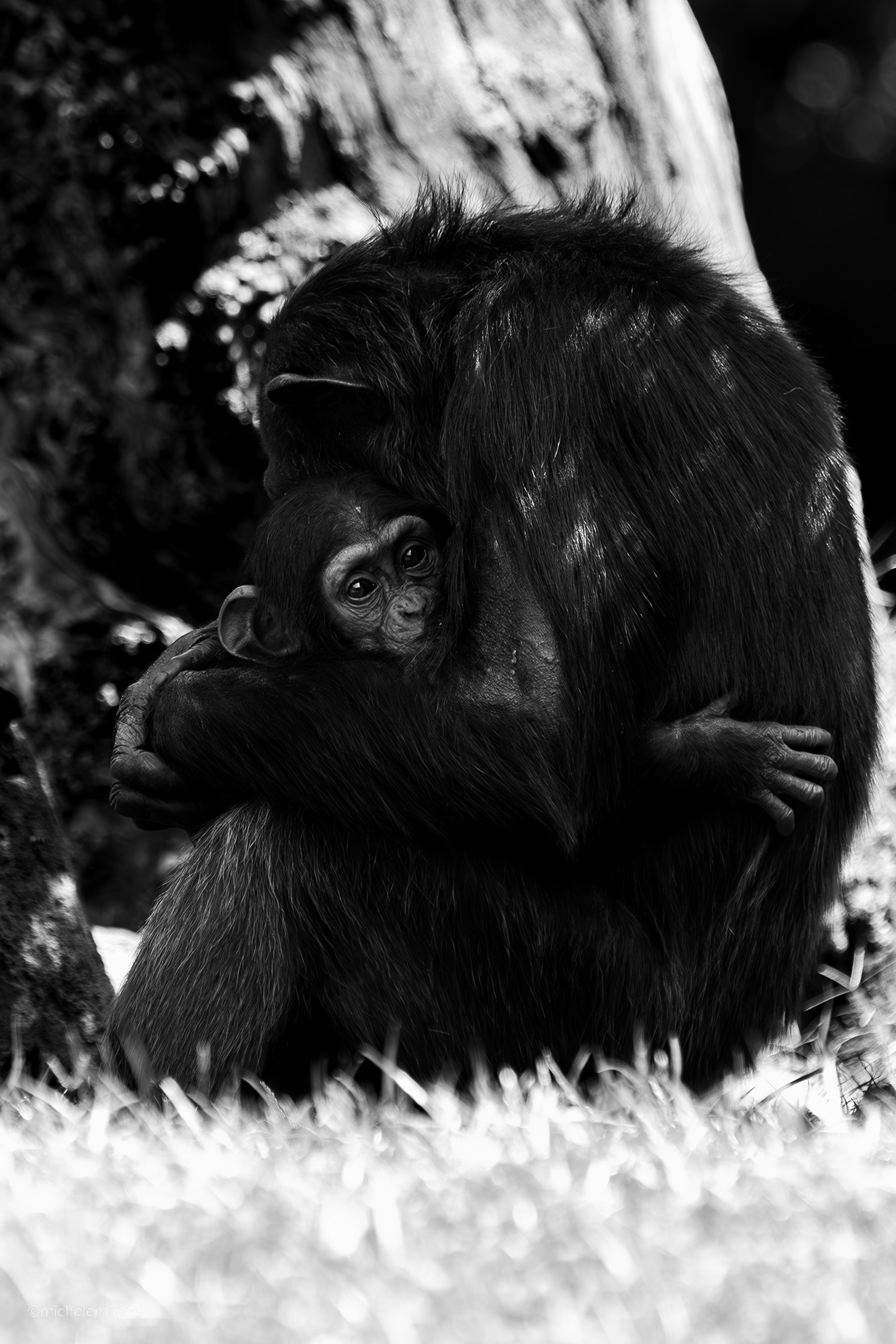 through their eyes - pan troglodytes verus