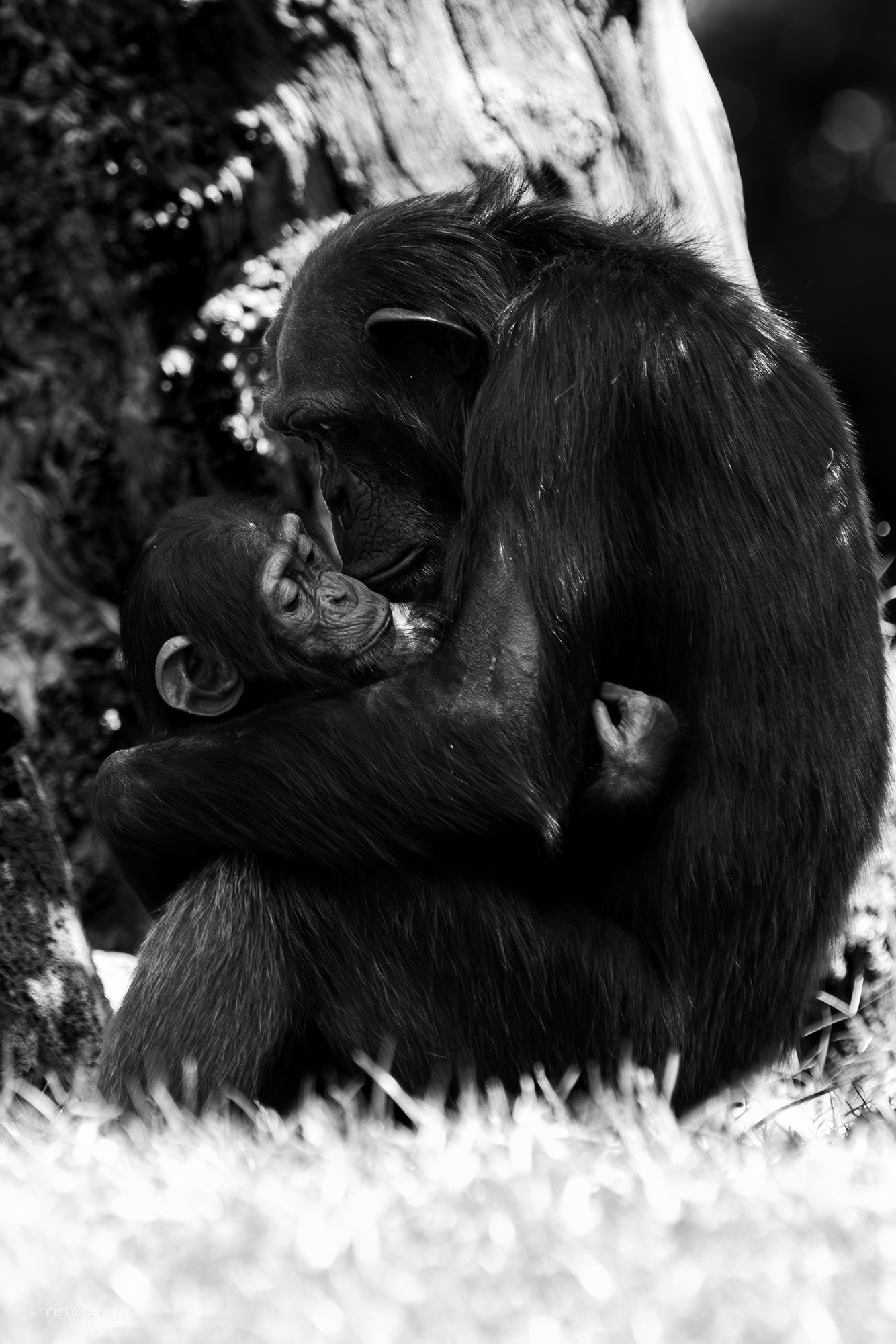 through their eyes - pan troglodytes verus