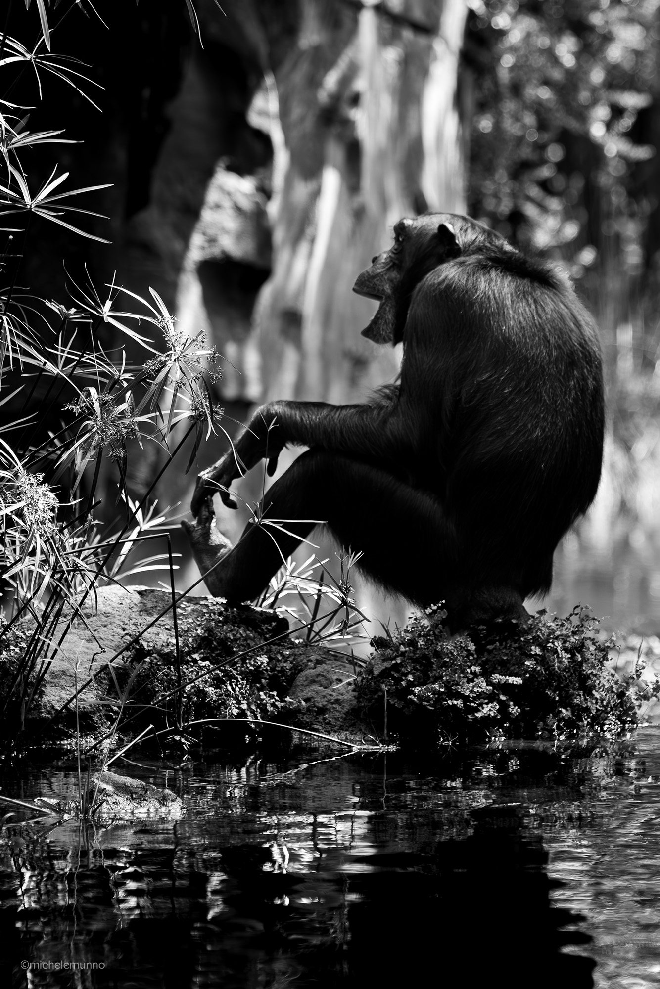 through their eyes - pan troglodytes verus