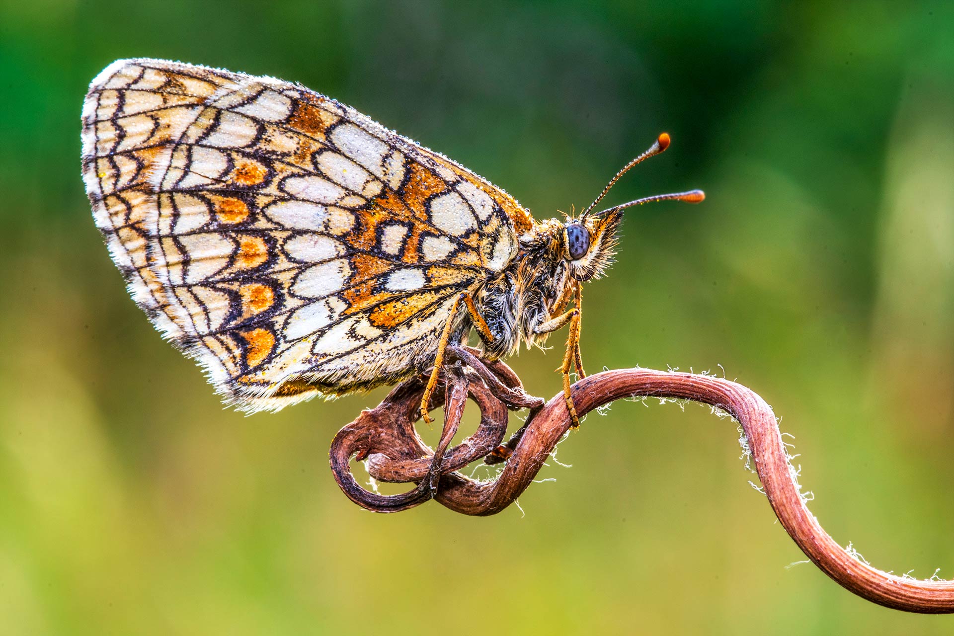 Melitaea Athalia