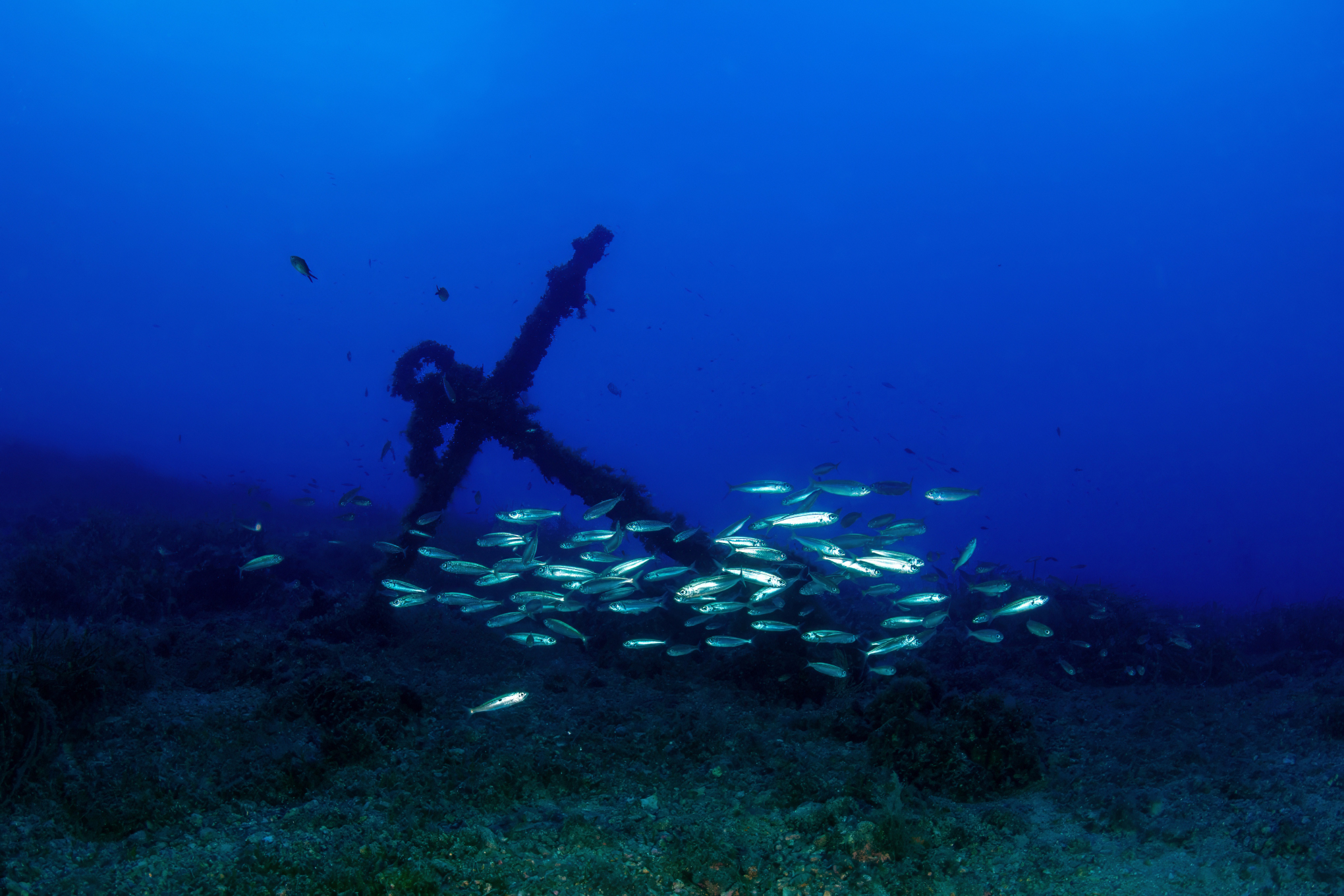 Scoglietto - Portoferraio