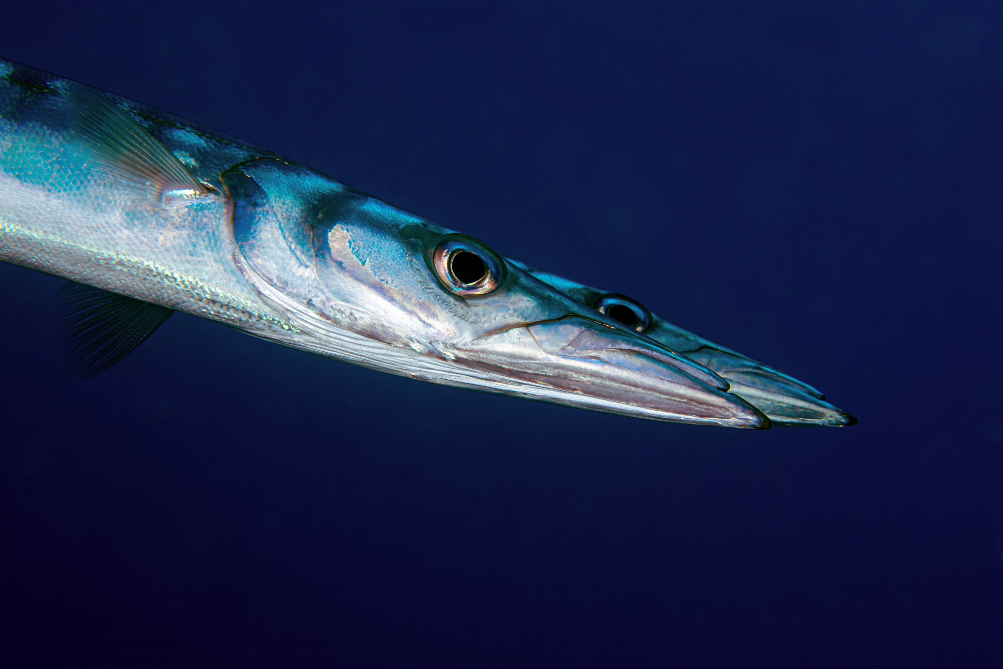 Barracuda - Portoferraio crackling