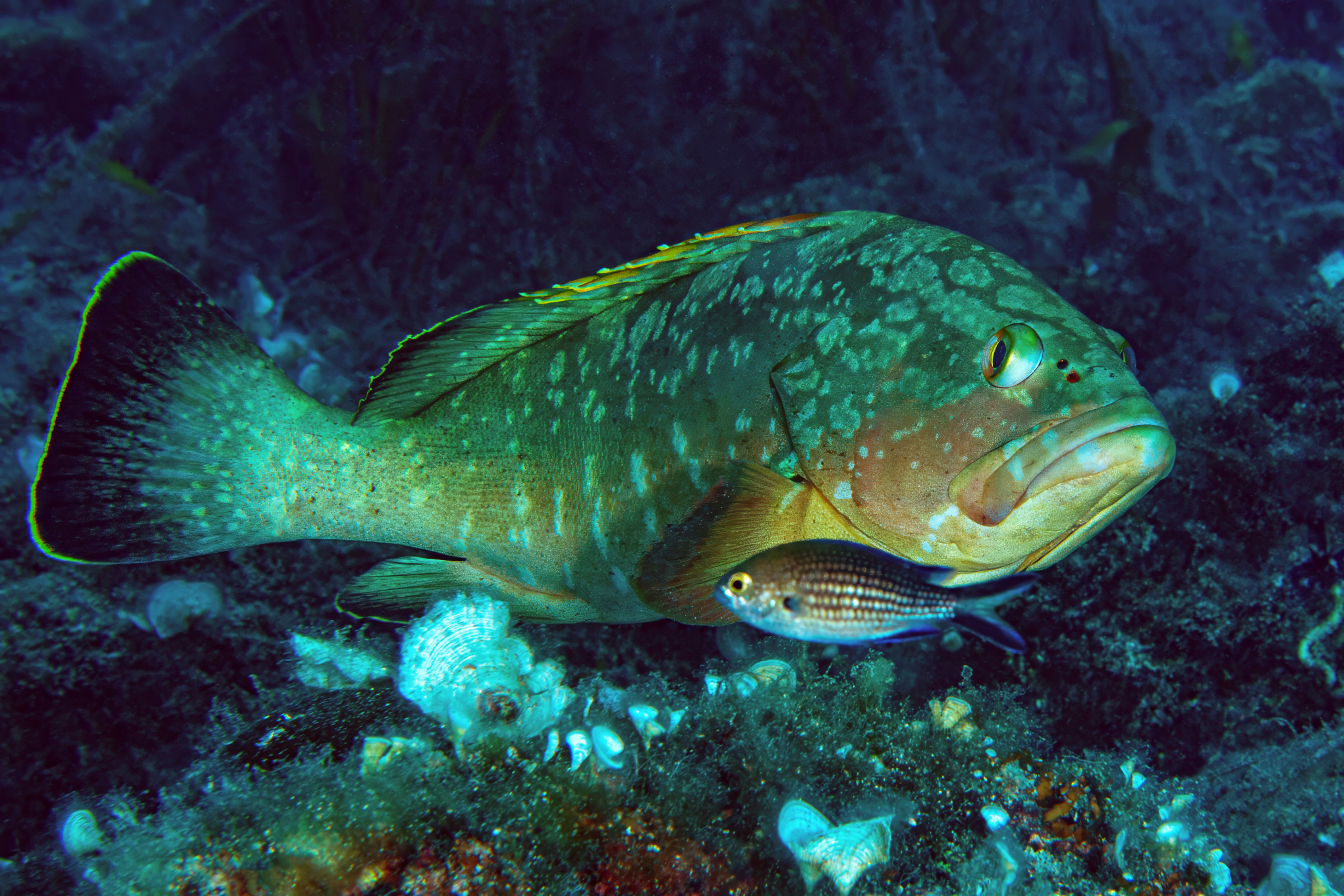 Grouper - Scoglietto Portoferraio