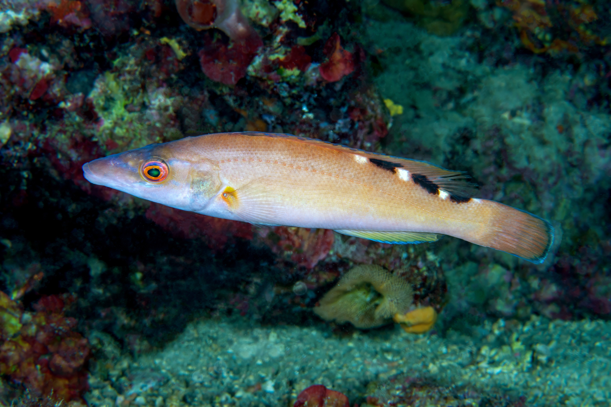 Whistle Thrush - Lo Scoglietto Portoferraio