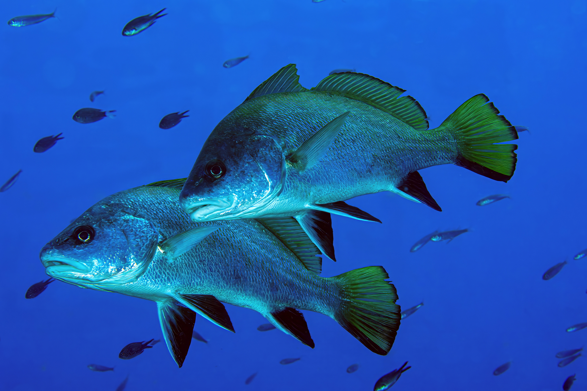 Corvine- Scoglietto Portoferraio
