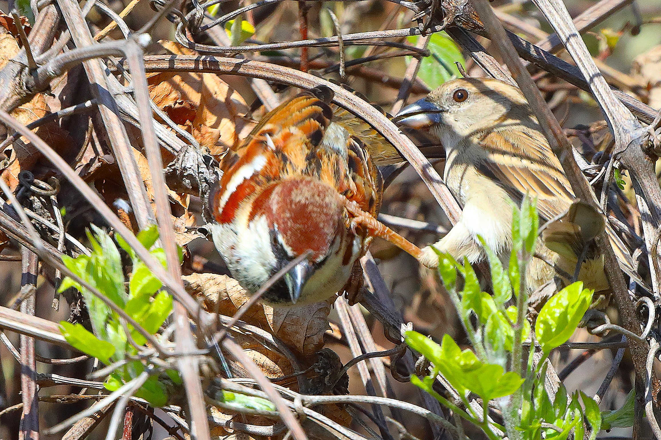 Passeri 27 marzo 2025 - 0110