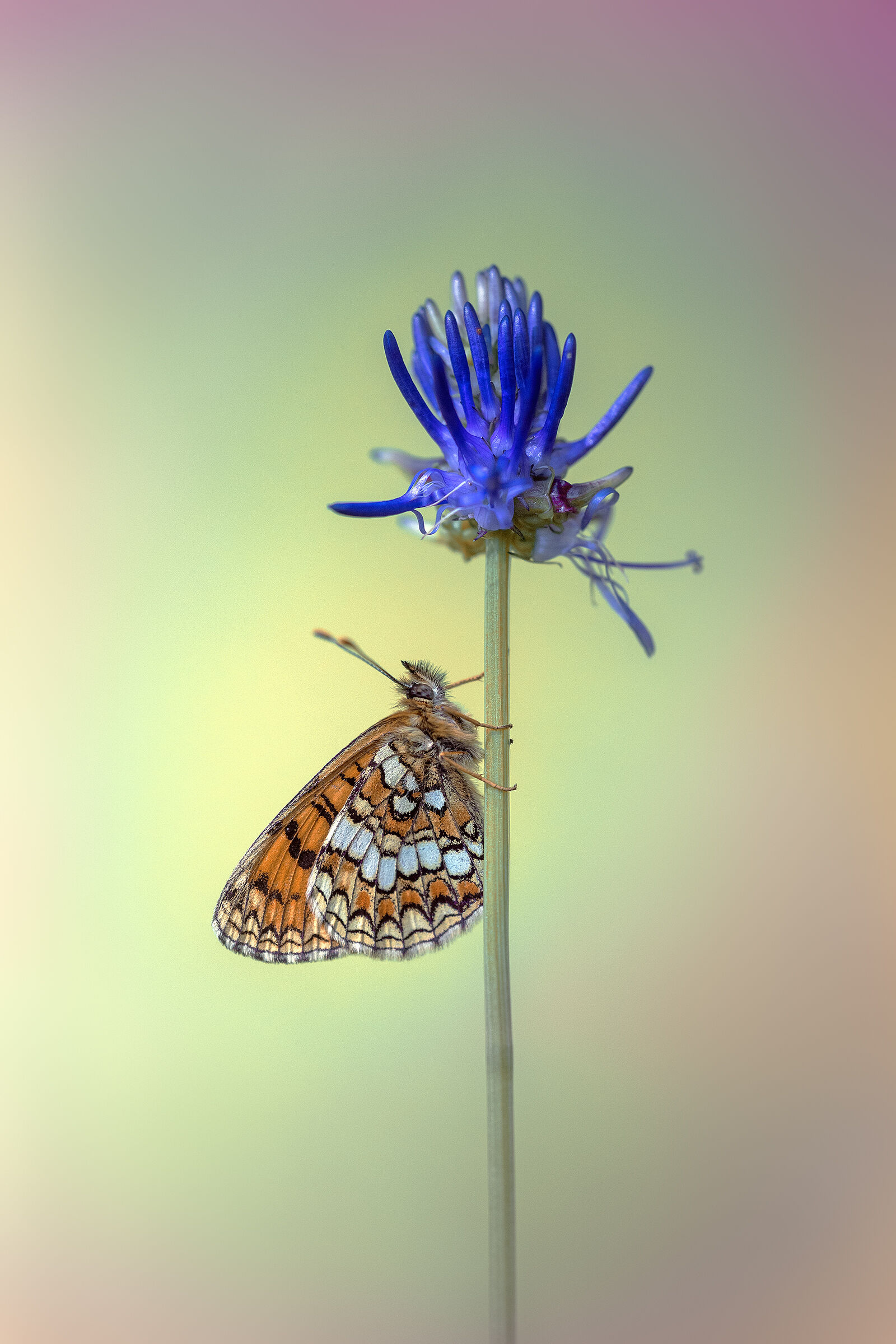 Melitaea athalia