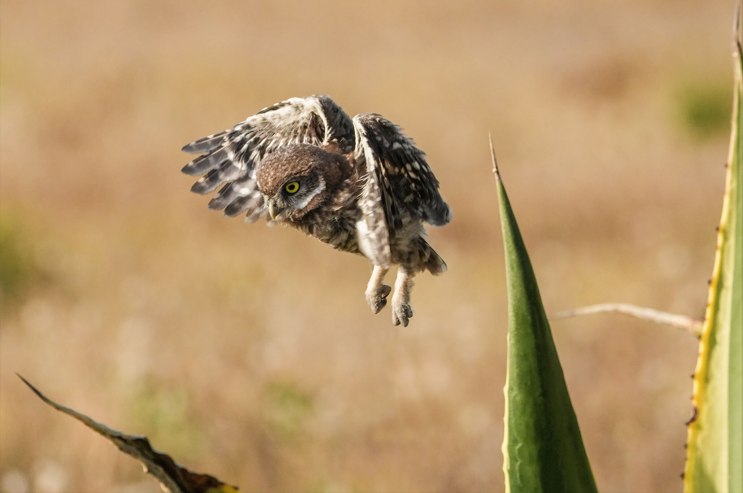 The first flights proceed