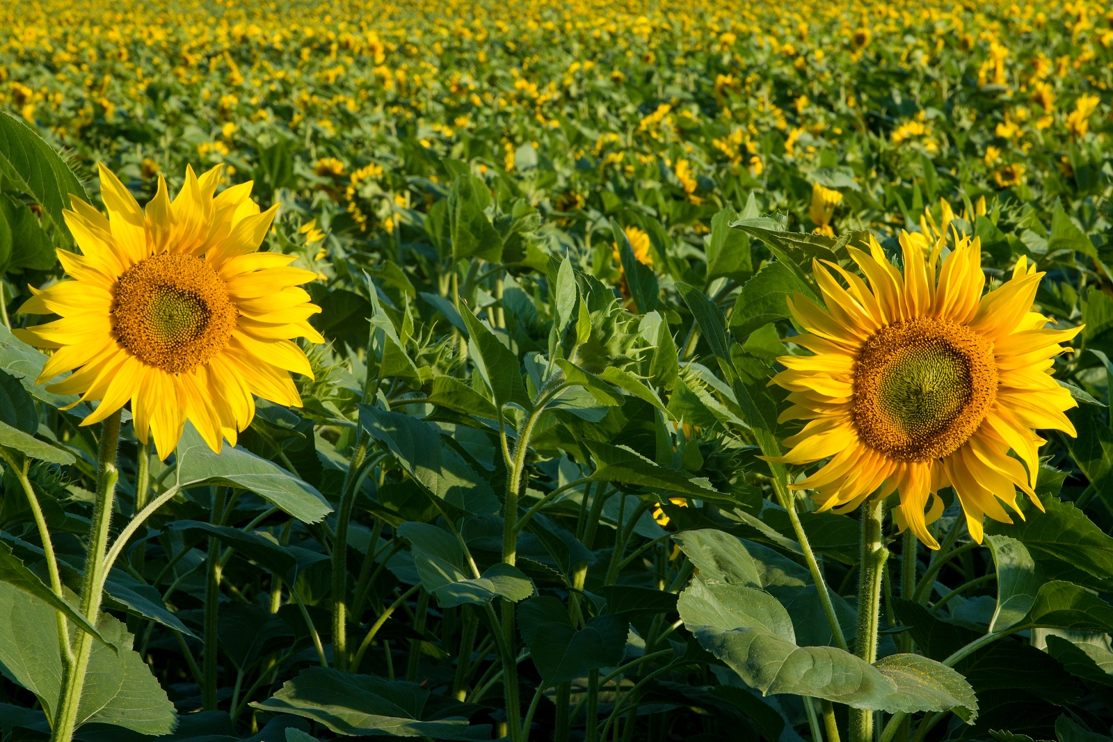 Girasoli