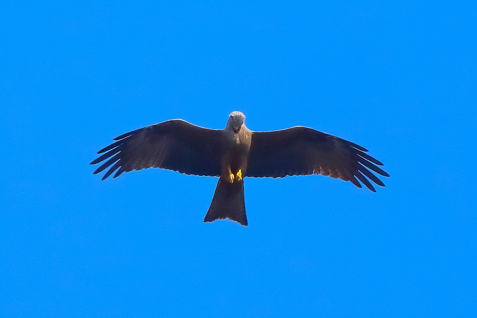 Nibbio bruno 28 marzo 2025 - 0052