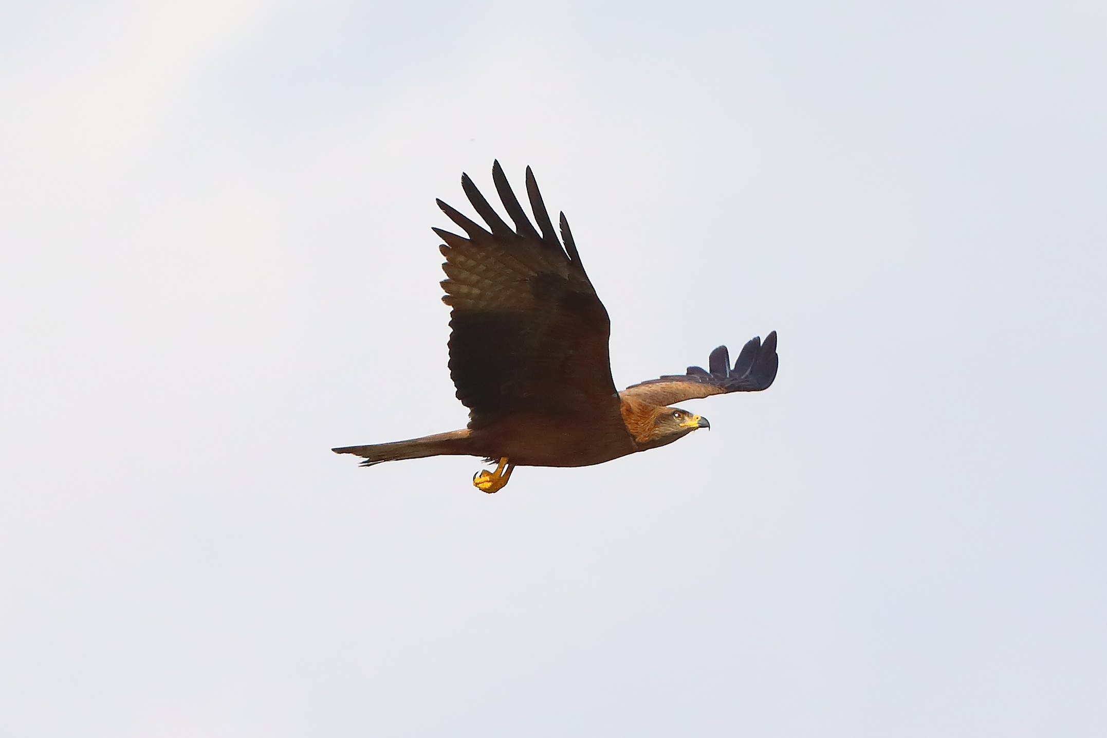 Nibbio bruno 29 marzo 2025 - 0183