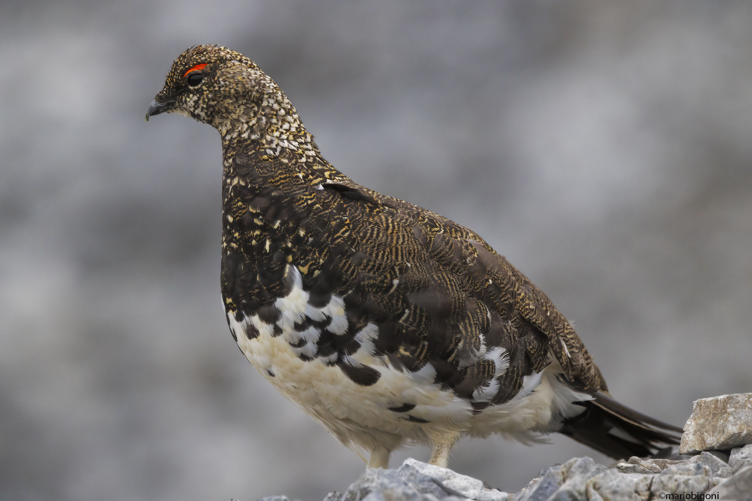 White ptarmigan in summer dress