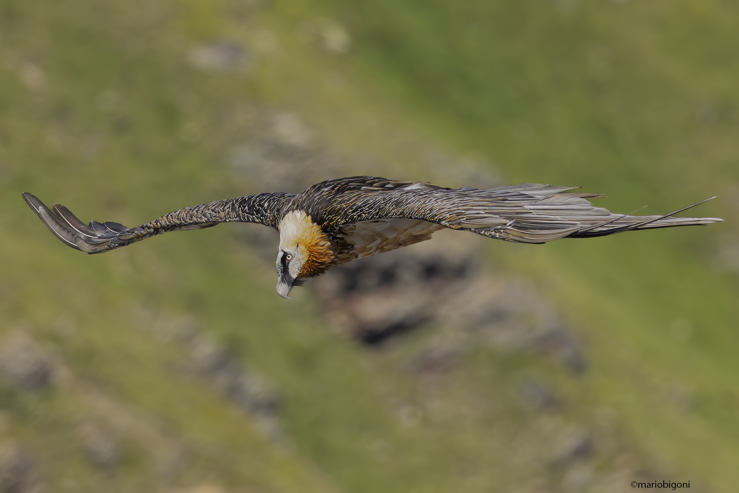 Bearded Vulture