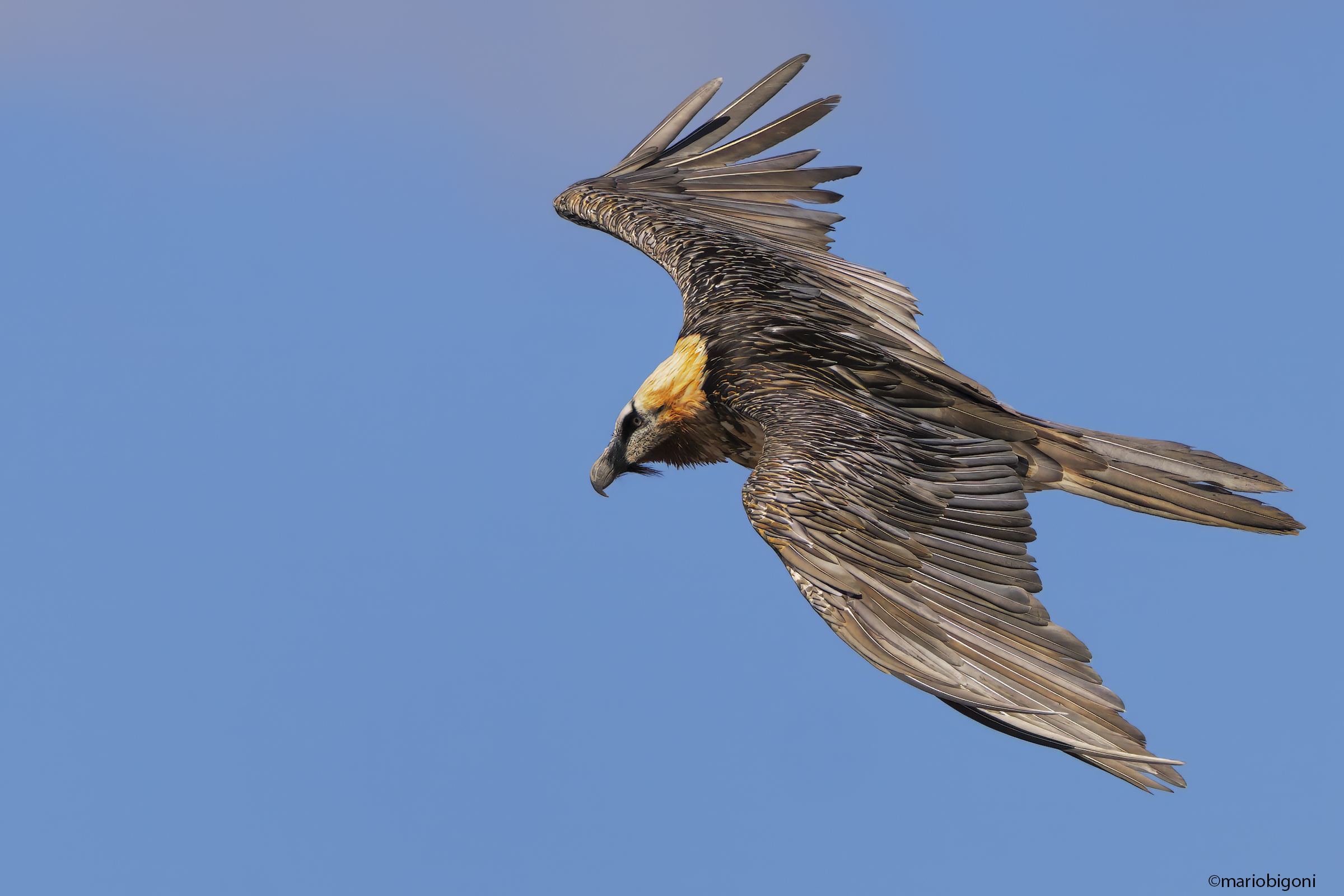 Bearded vulture Stelvio Pass