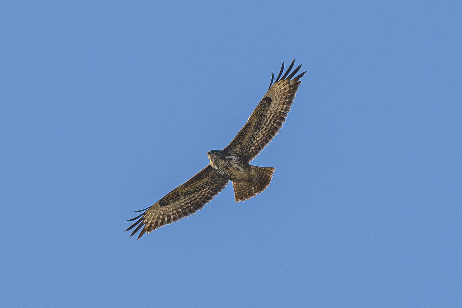 Buzzard