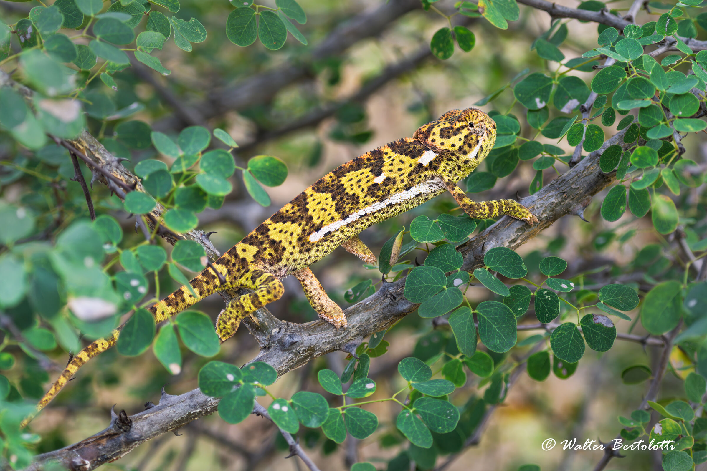camaleonte orecchiuto