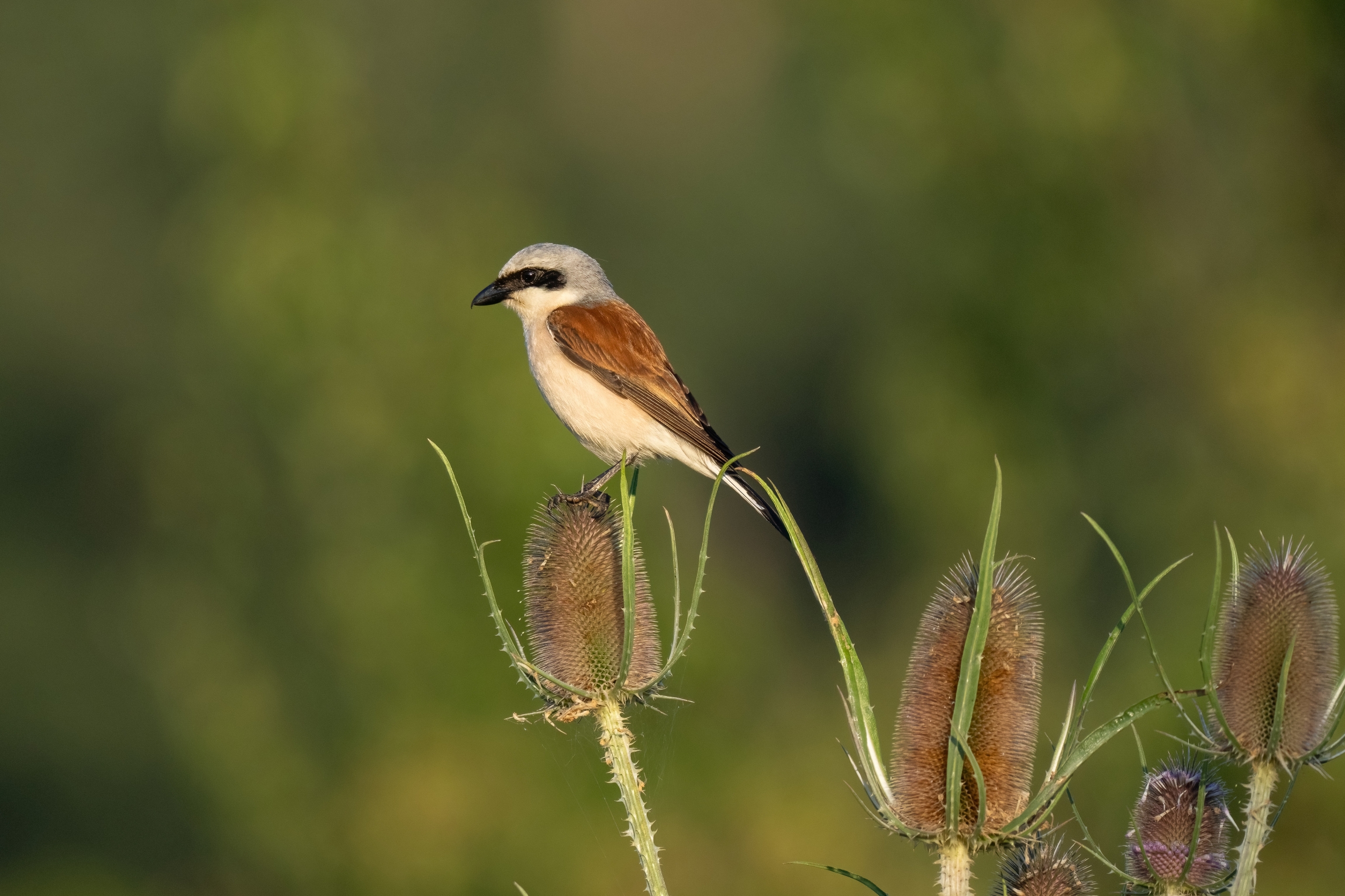 Averla piccola (Lanius collurio)