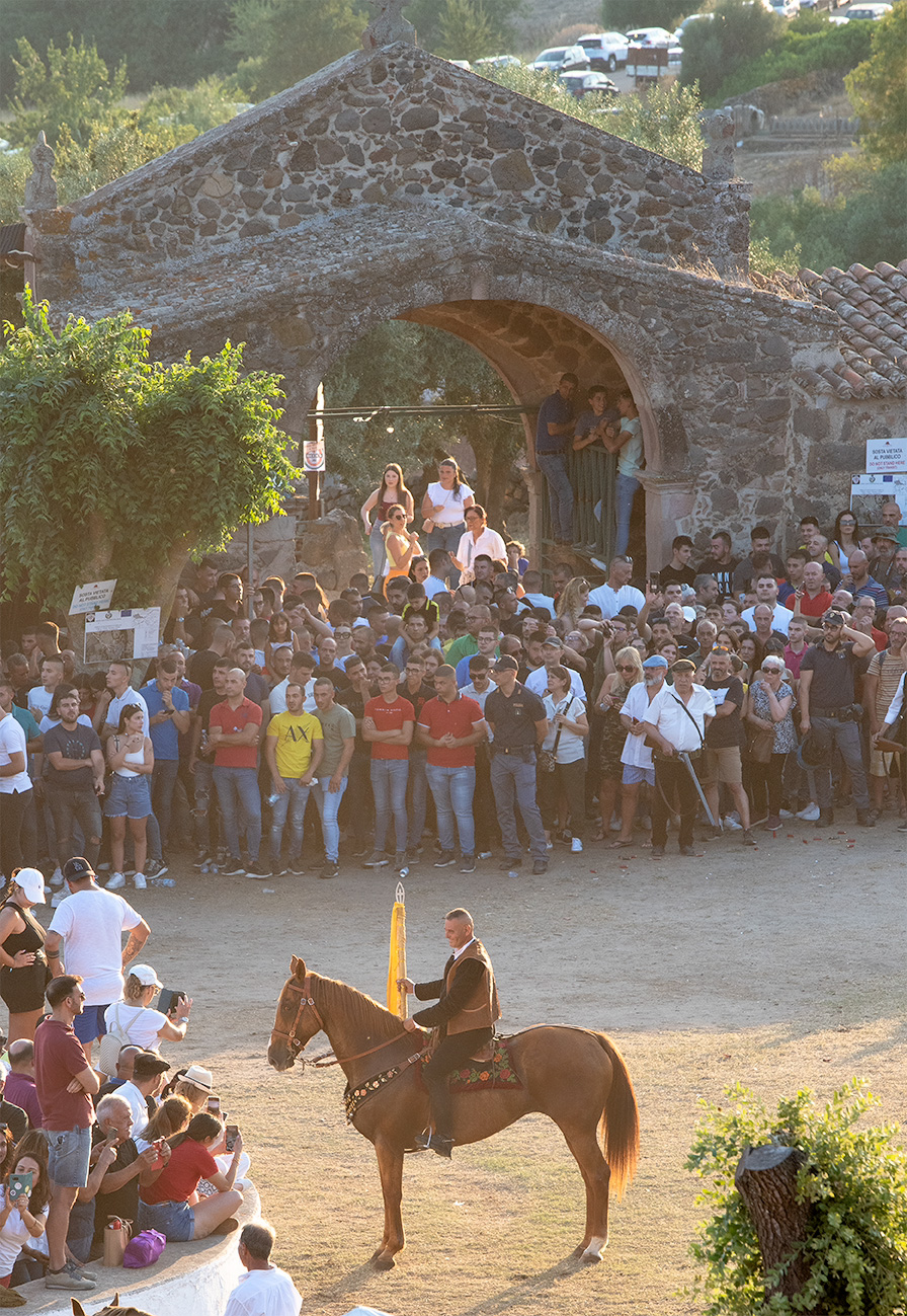 First Ardia pandela 2025