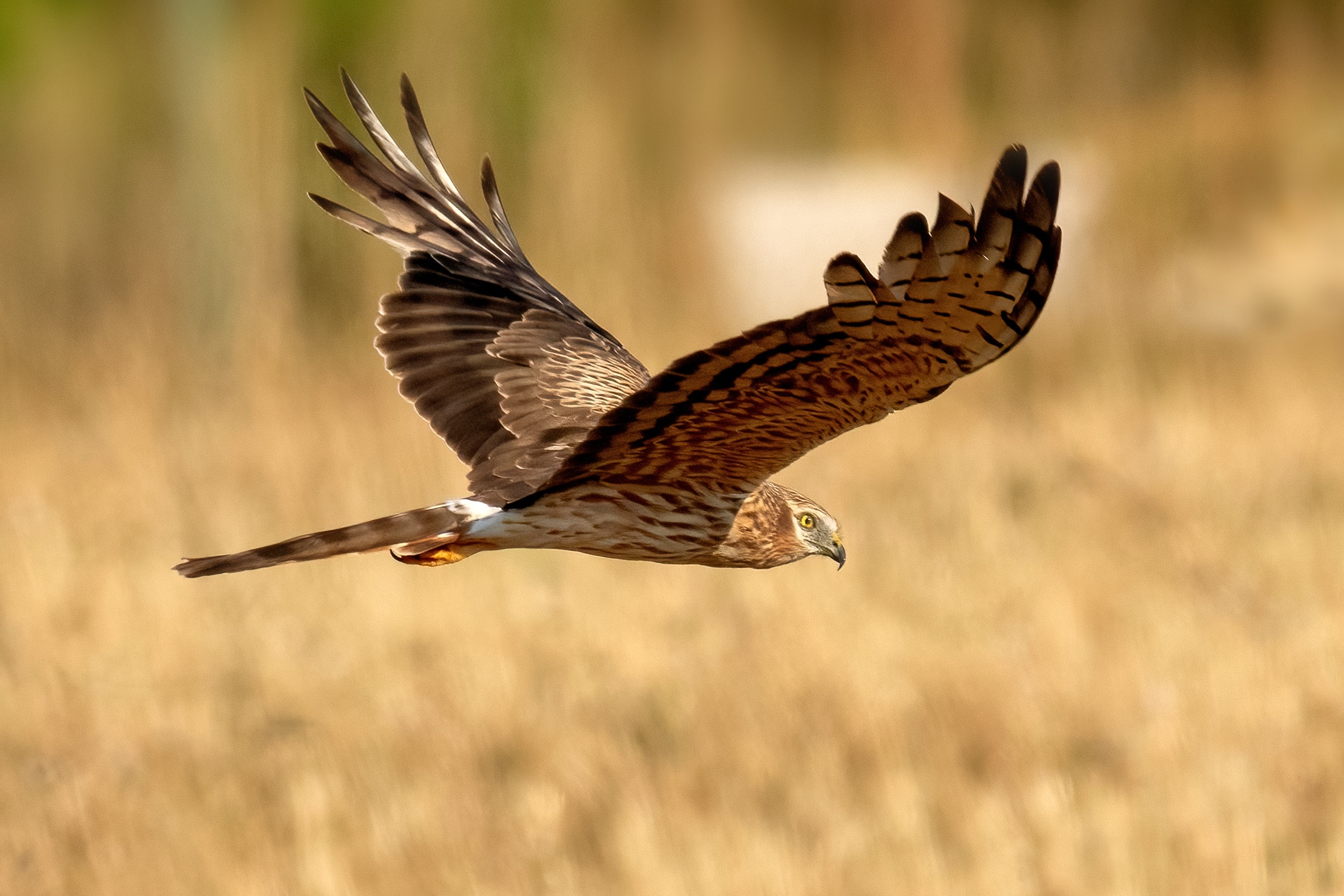 Montagu's Harrier (Circus pygargus) - female