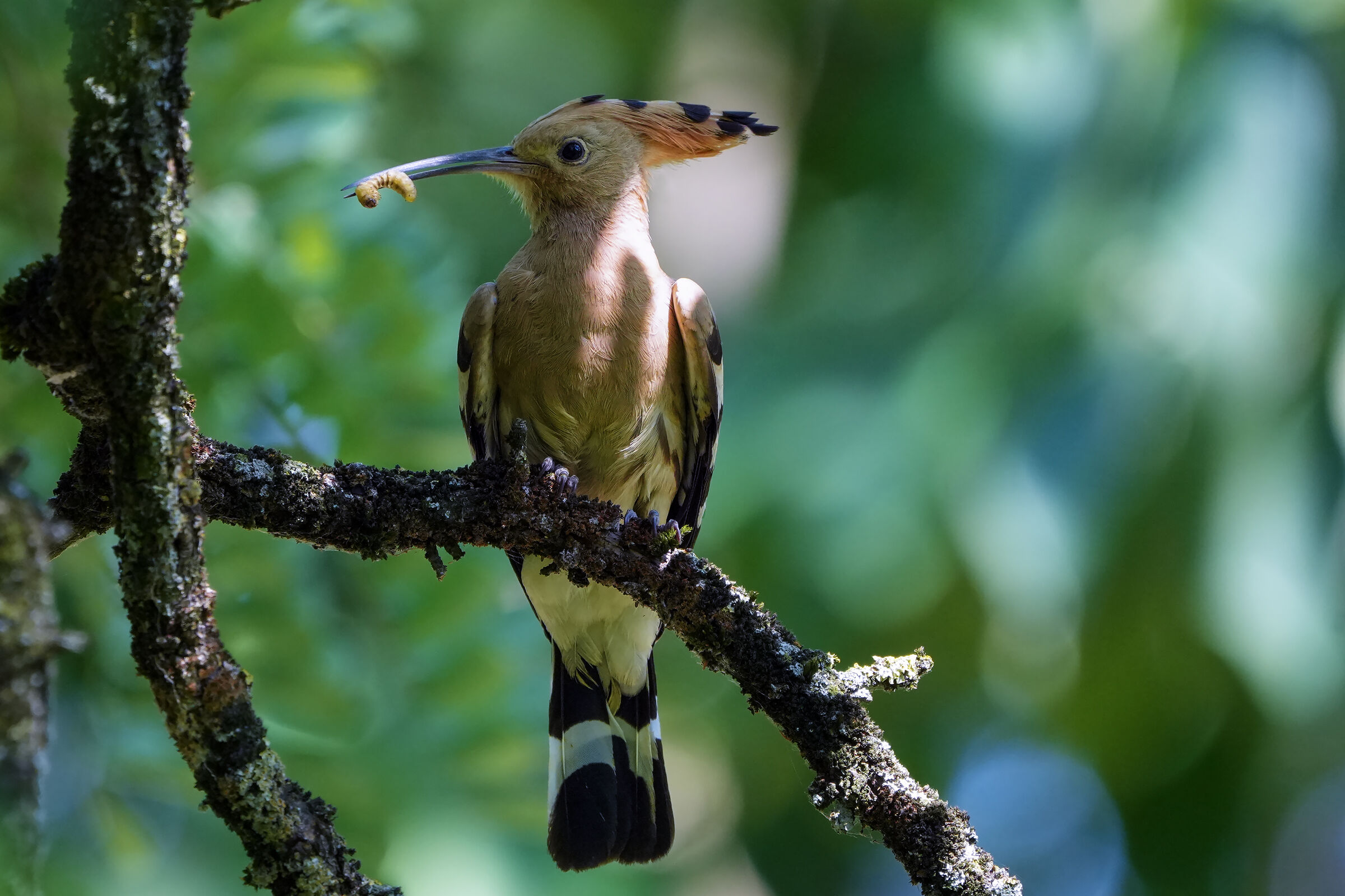 hoopoe with caterpillar