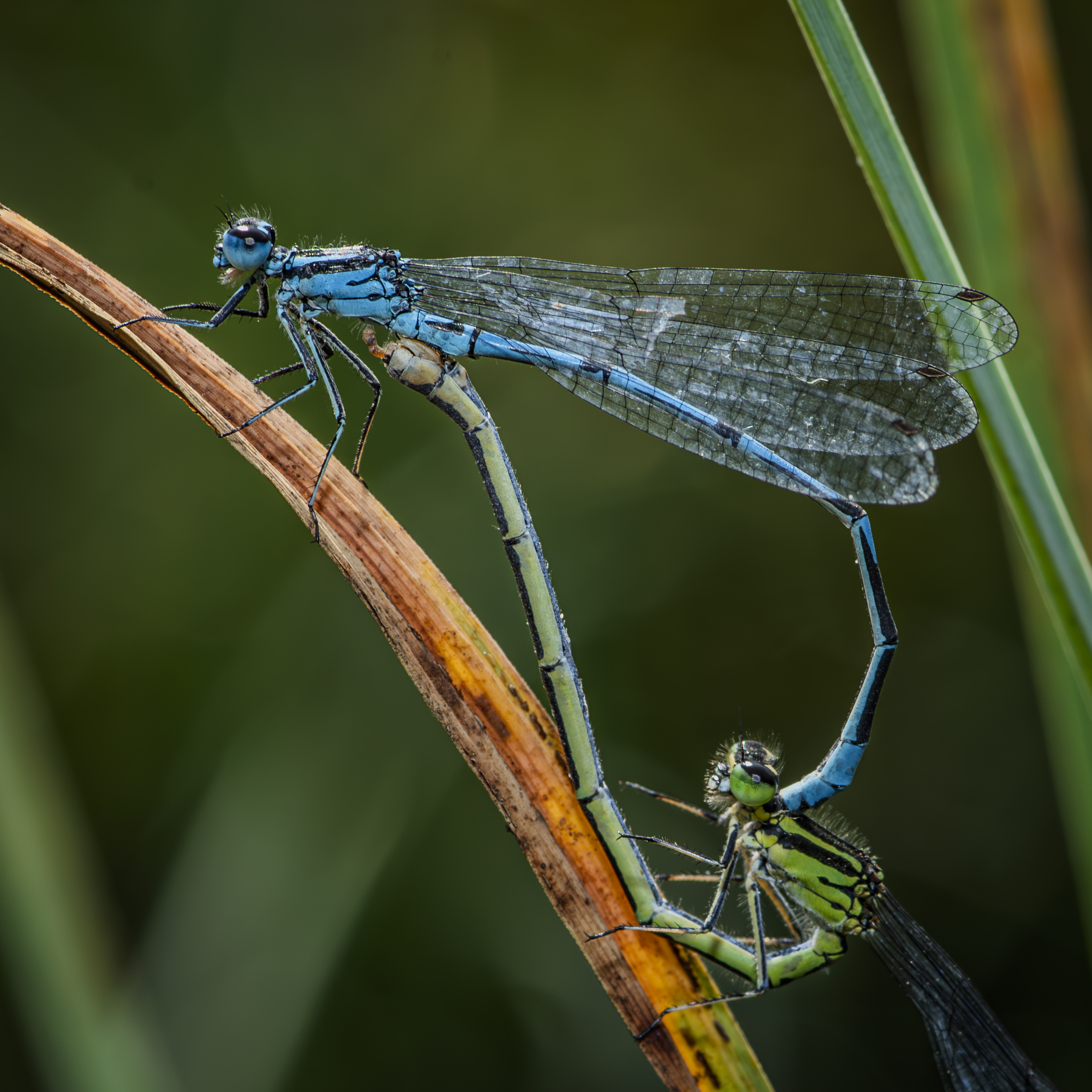 libellule in torbiera 1