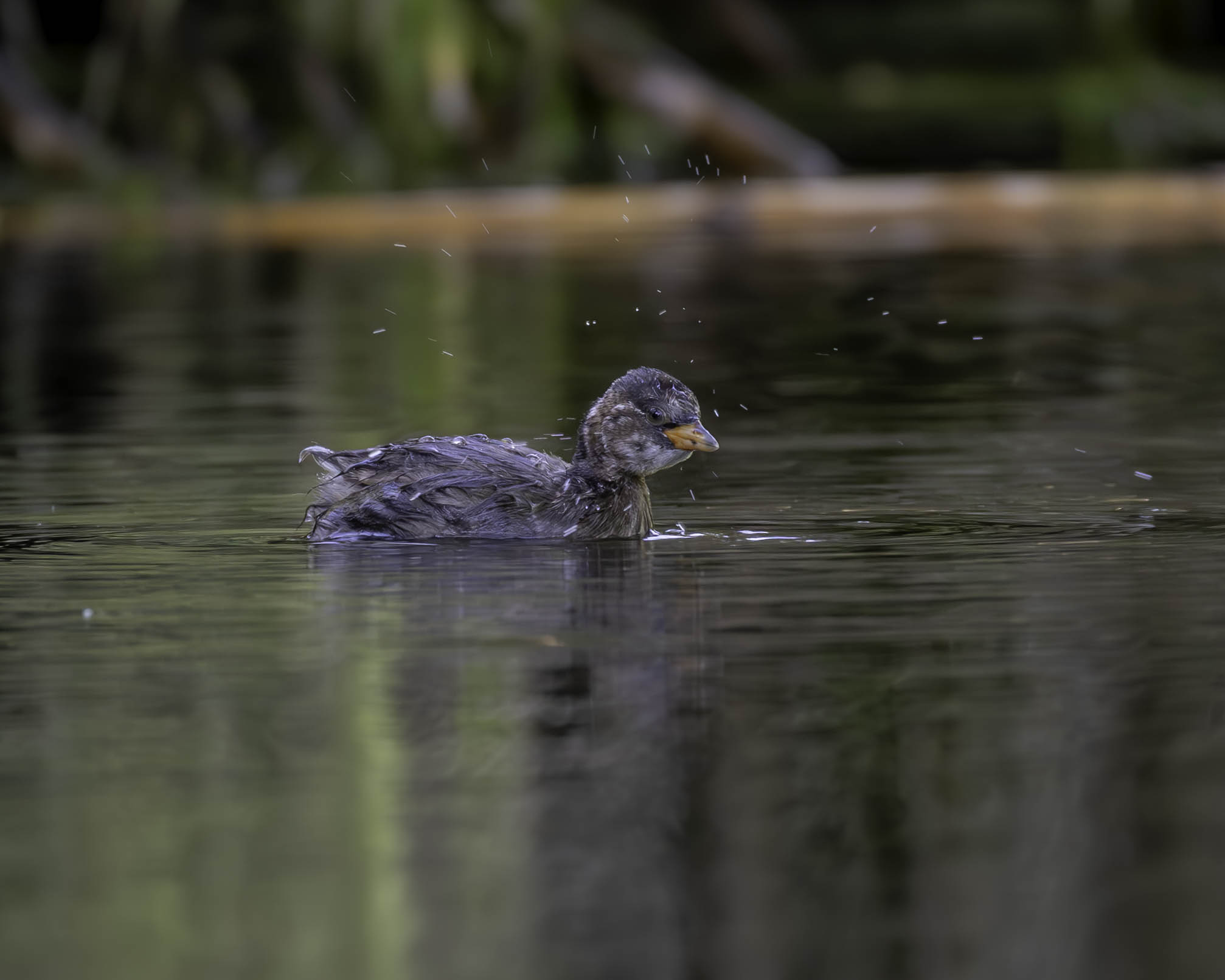Juv Grebe