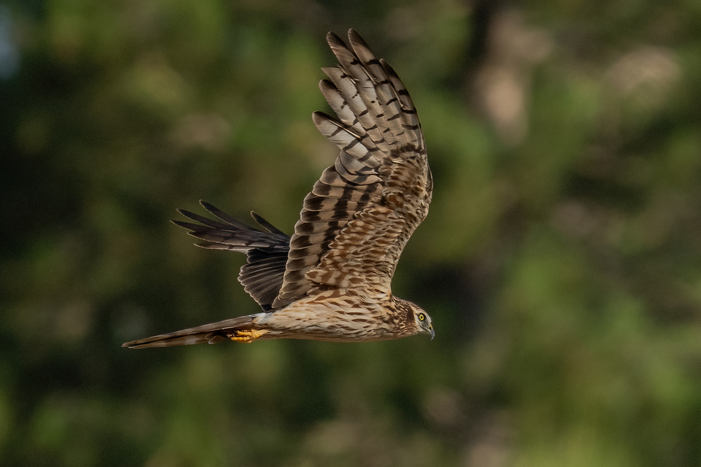 Montagu's Harrier (Circus pygargus) - female